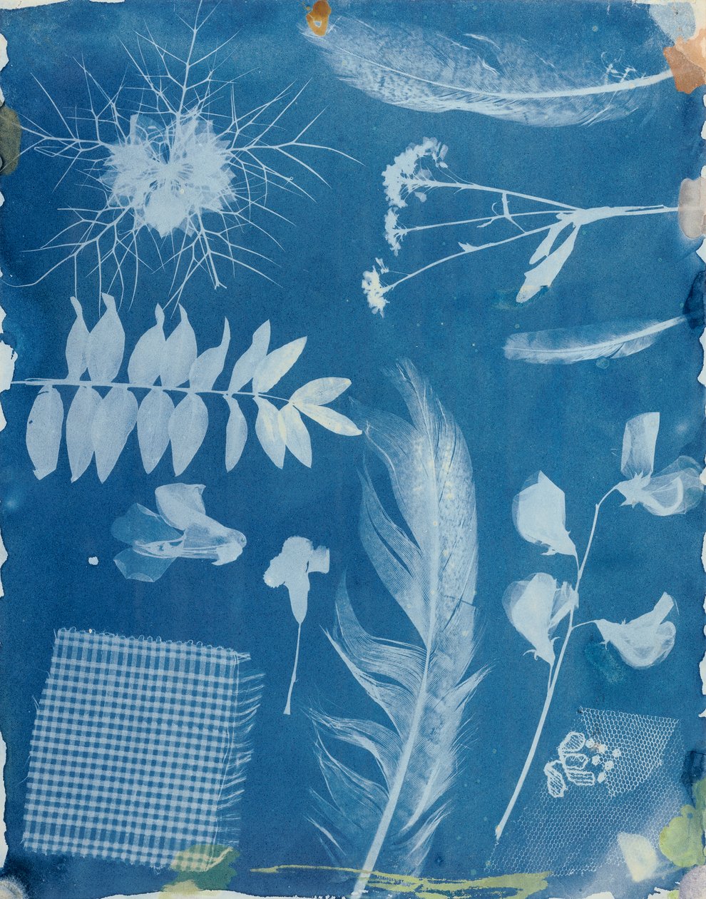 عينات النبات بواسطة Bayard ، 1842 (cyanotype) بواسطة هيبوليت بايارد