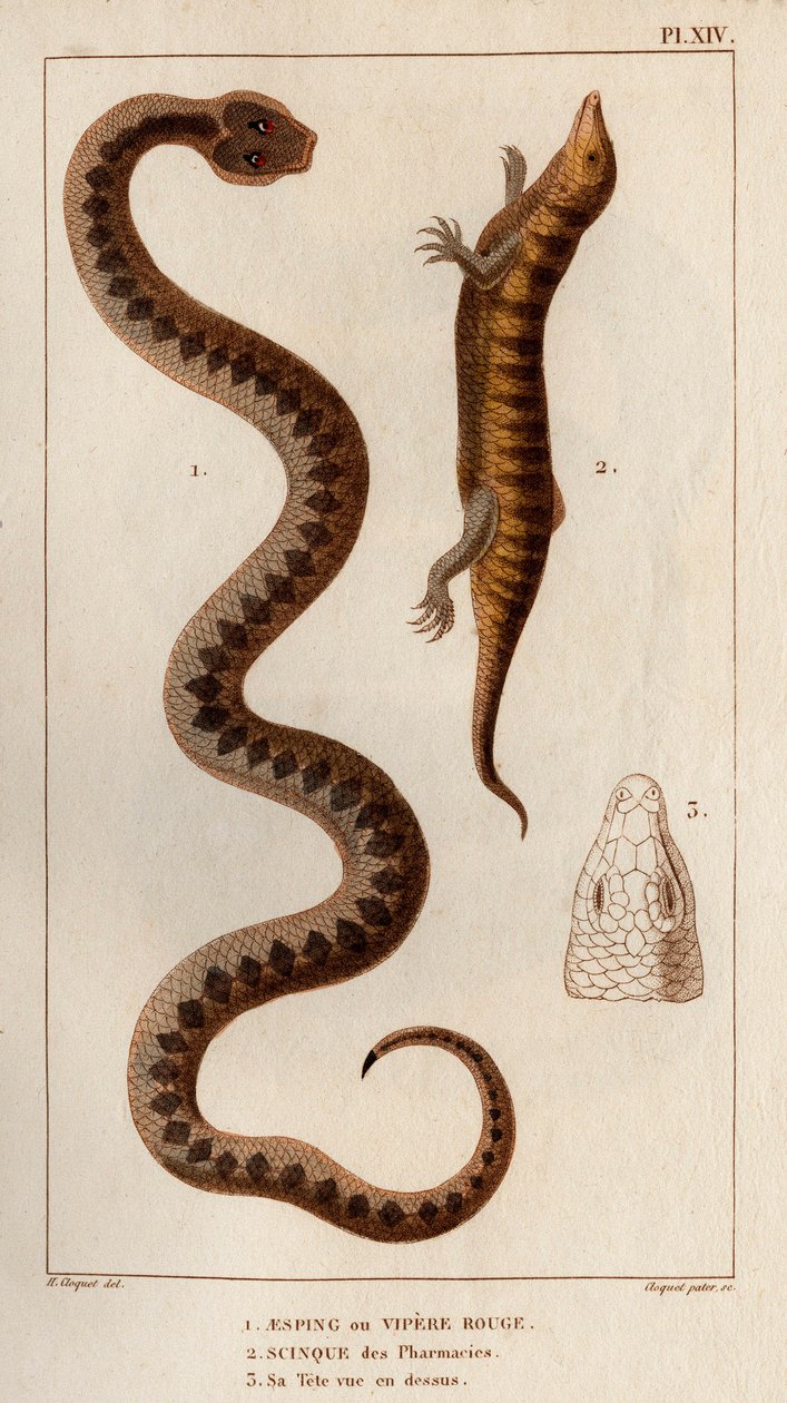 Aesping أو Red Vipere ، Skink من الصيدليات ، ورأسه مرئي أعلاه ". Fauna des Mdecins أو تاريخ الحيوانات ومنتجاتها بواسطة Hippolyte Cloquet "- المجلد 6 - 1825. بواسطة هيبوليت كلوكيه