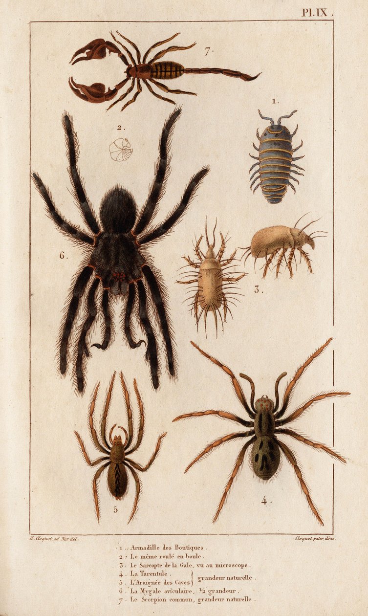 Amardille من المتاجر ، و Sascopte من الجرب ، و Tarantula ، و Araignee of scaves ، و Mygale ، و Scorpio. بواسطة هيبوليت كلوكيه