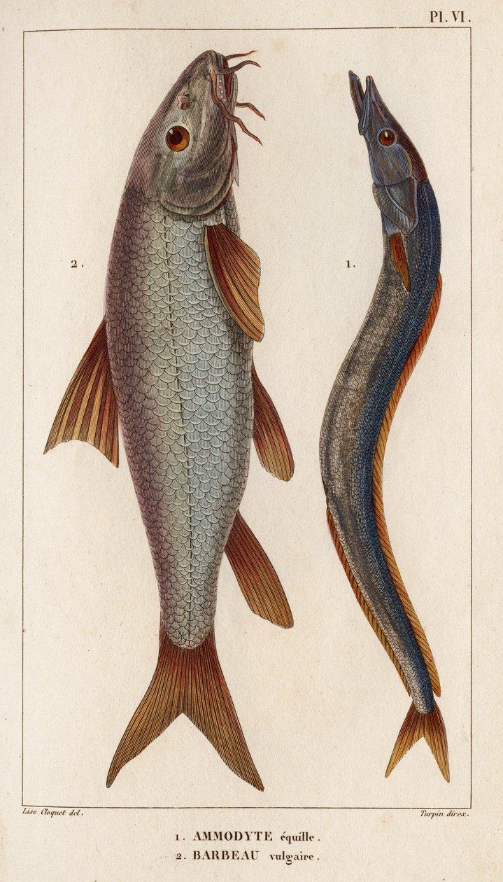 Ammodyte equille and vulgar Barbeau. "حيوانات الأطباء أو تاريخ الحيوانات ومنتجاتها بواسطة Hippolyte Cloquet" - المجلد 6 - 1825. بواسطة هيبوليت كلوكيه