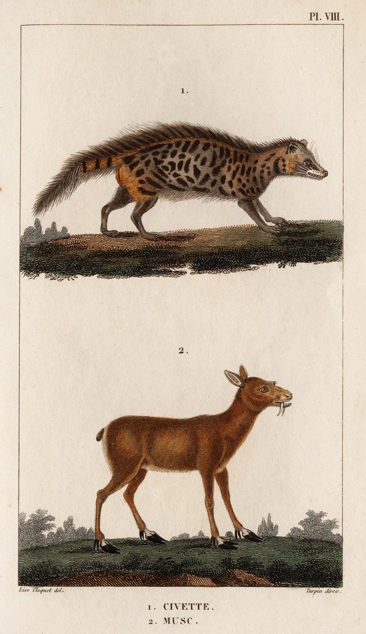 الزباد والمسك. "Fauna des Médecins or History of Animals and Products by Hippolyte Cloquet" - Volume 6 - 1825. بواسطة هيبوليت كلوكيه