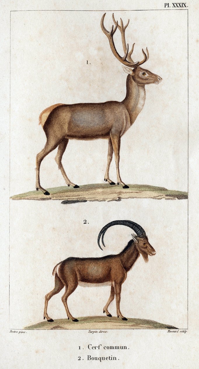الغزلان والوعل الشائع "." Fauna des Médecins أو تاريخ الحيوانات ومنتجاتها بواسطة Hippolyte Cloquet "- المجلد 6 - 1825. بواسطة هيبوليت كلوكيه