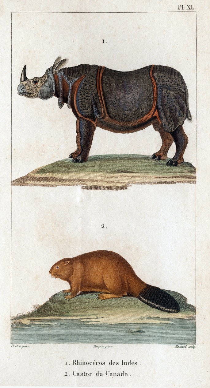 وحيد القرن الهند والقندس الكندي. Fauna des Médecins أو تاريخ الحيوانات ومنتجاتها بواسطة Hippolyte Cloquet "- المجلد 6 - 1825. بواسطة هيبوليت كلوكيه