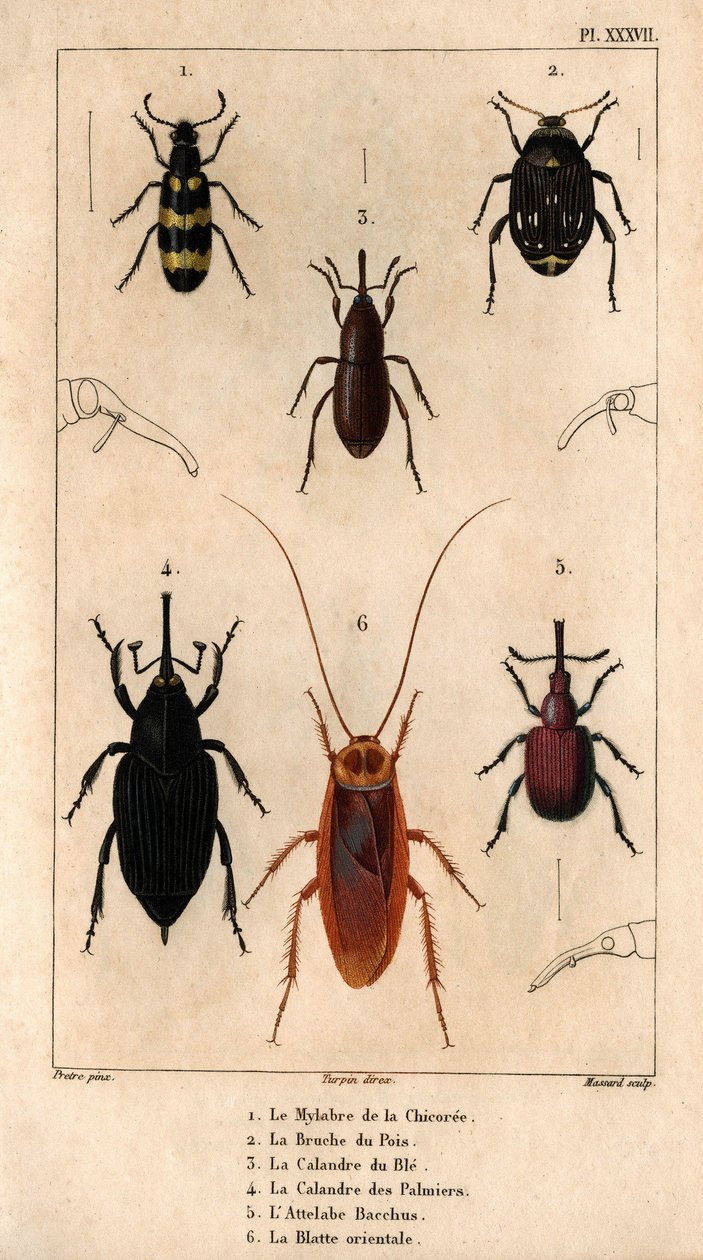 The Chicory Mylabra ، وسوسة البازلاء ، وشبكة القمح ، وشبكة النخيل ، و Hitch Bacchus ، والصرصور الشرقي في "" Fauna des Médecins ou histoire des animaux et de produits par Hippolyte Cloquet "- المجلد 6 - 1825. بواسطة هيبوليت كلوكيه