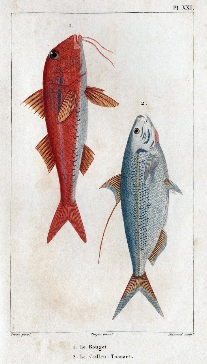 The Rouget و Caillou-Tassart (Caillou Tassart). في "" Fauna des Medecins أو تاريخ الحيوانات ومنتجاتها بواسطة Hippolyte Cloquet "- المجلد 6 - 1825. بواسطة هيبوليت كلوكيه