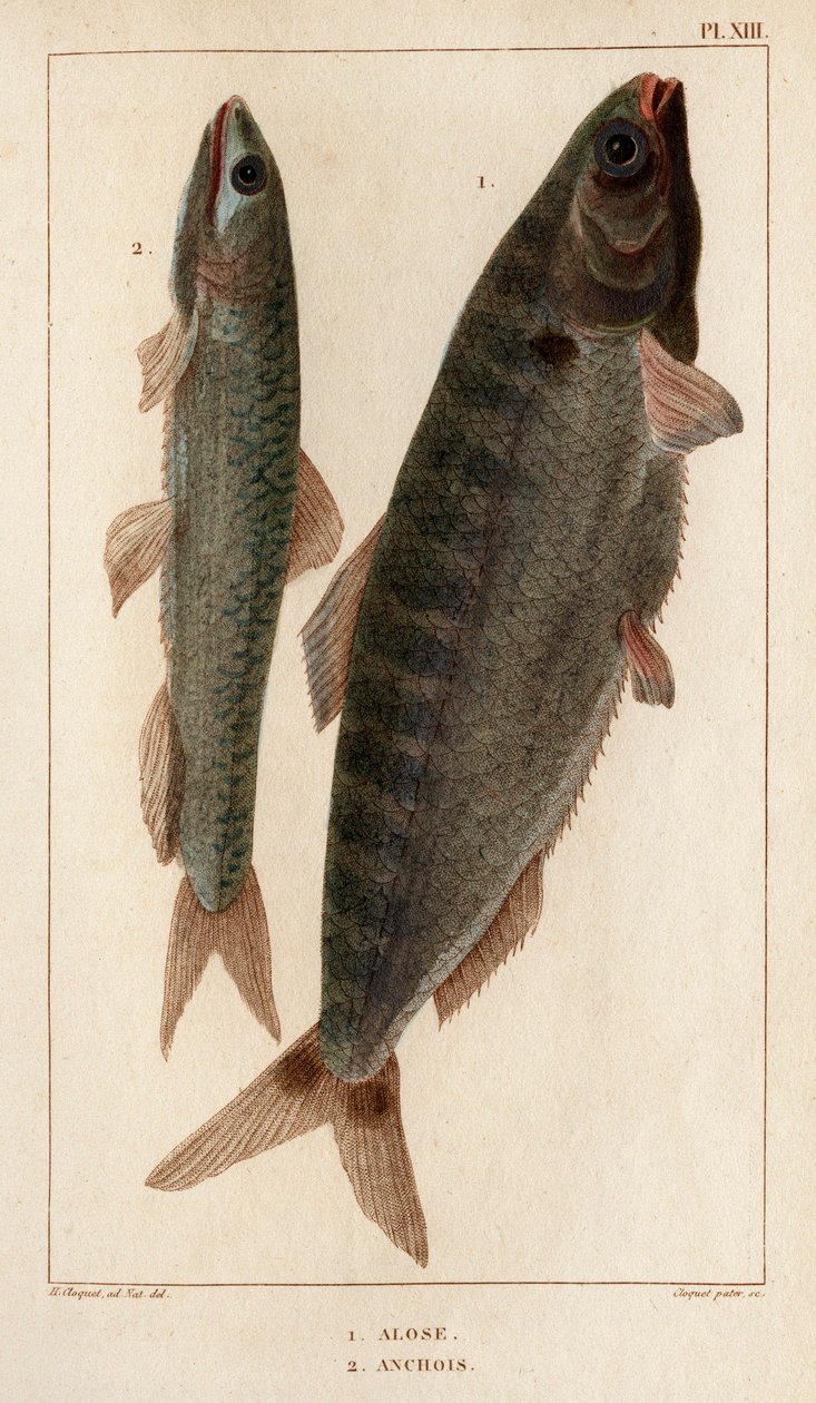 Shad and Anchovies. "" Fauna des Médecins أو History of Animals ومنتجاتها بواسطة Hippolyte Cloquet "- المجلد 6 - 1825. بواسطة هيبوليت كلوكيه