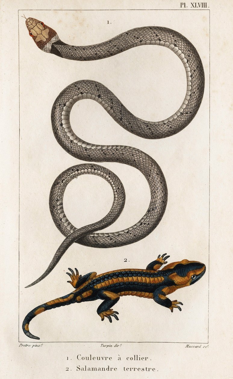 الأفعى ذات الأطواق ، السلمندر الأرضي. "Fauna des Médecins أو تاريخ الحيوانات ومنتجاتها بواسطة Hippolyte Cloquet" - المجلد 6 - 1825. بواسطة هيبوليت كلوكيه