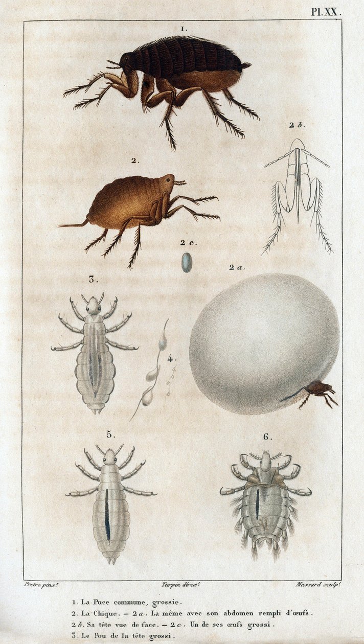 الأناقة المشتركة ، بو. " Fauna des Médecins أو تاريخ الحيوانات ومنتجاتها بواسطة Hippolyte Cloquet "- المجلد 6 - 1825. بواسطة هيبوليت كلوكيه