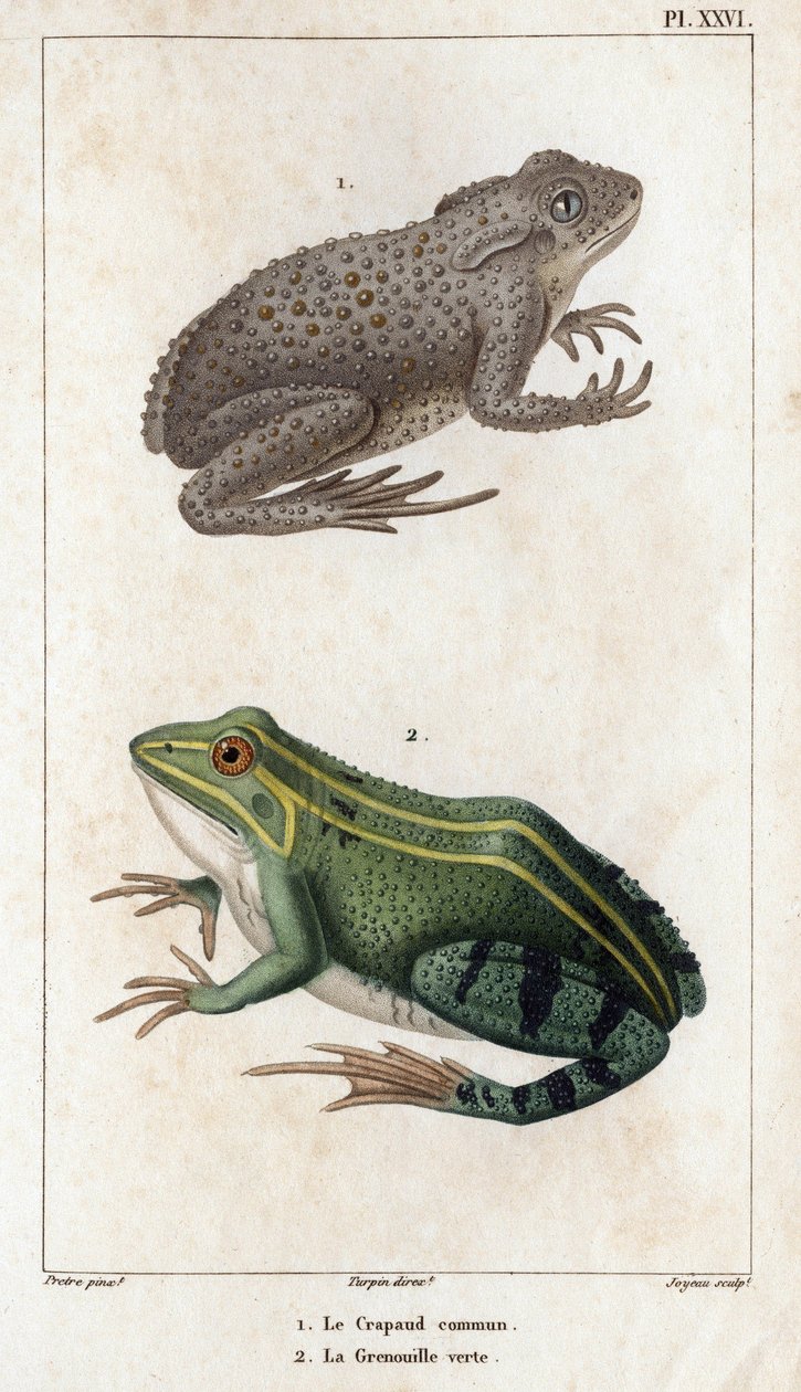 العلجوم والضفدع الأخضر. " Fauna des Médecins أو تاريخ الحيوانات ومنتجاتها بواسطة Hippolyte Cloquet "- المجلد 6 - 1825. بواسطة هيبوليت كلوكيه