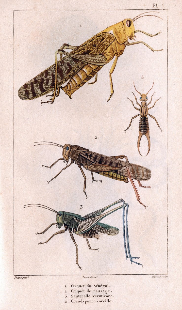جندب السنغال ، Passage Grasshopper ، Grasshopper ، Great Pierce-ear.in "" Fauna des Medecins أو تاريخ الحيوانات والمنتجات بواسطة Hippolyte Cloquet "- المجلد 6 - 1825. بواسطة هيبوليت كلوكيه
