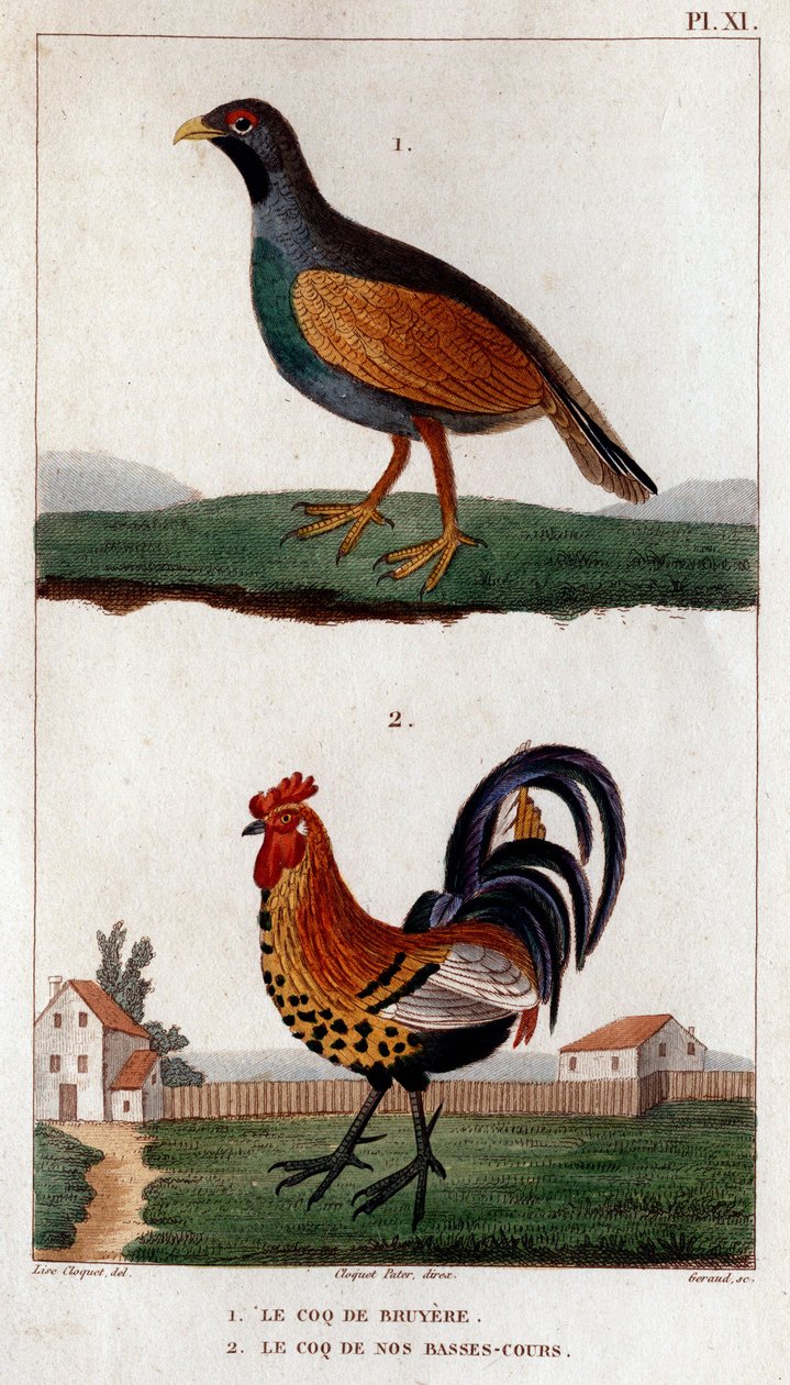 الديك من Bruyere وديك من دوراتنا المنخفضة. "Fauna des Mdecins أو تاريخ الحيوانات ومنتجاتها بواسطة Hippolyte Cloquet" - المجلد 6 - 1825. بواسطة هيبوليت كلوكيه