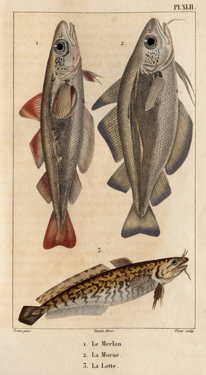 البياض وسمك القد والبربوت ". Fauna des Mdecins أو تاريخ الحيوانات ومنتجاتها بواسطة Hippolyte Cloquet "- المجلد 6 - 1825. بواسطة هيبوليت كلوكيه