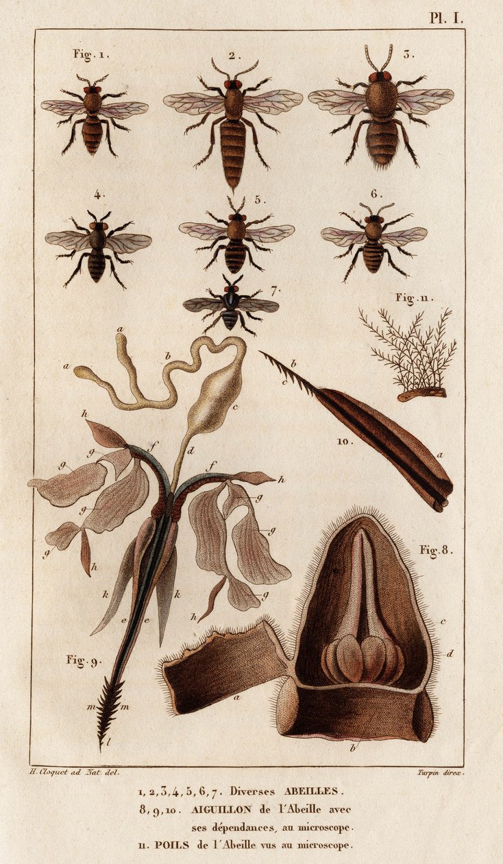 نحل مختلف. "" Fauna des Médecins أو تاريخ الحيوانات ومنتجاتها بواسطة Hippolyte Cloquet "- المجلد 6 - 1825. بواسطة هيبوليت كلوكيه