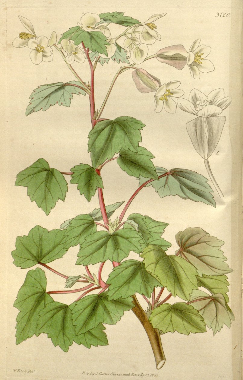 Begonia dregei مثل Begonia parvifolia Graham بواسطة هوكر