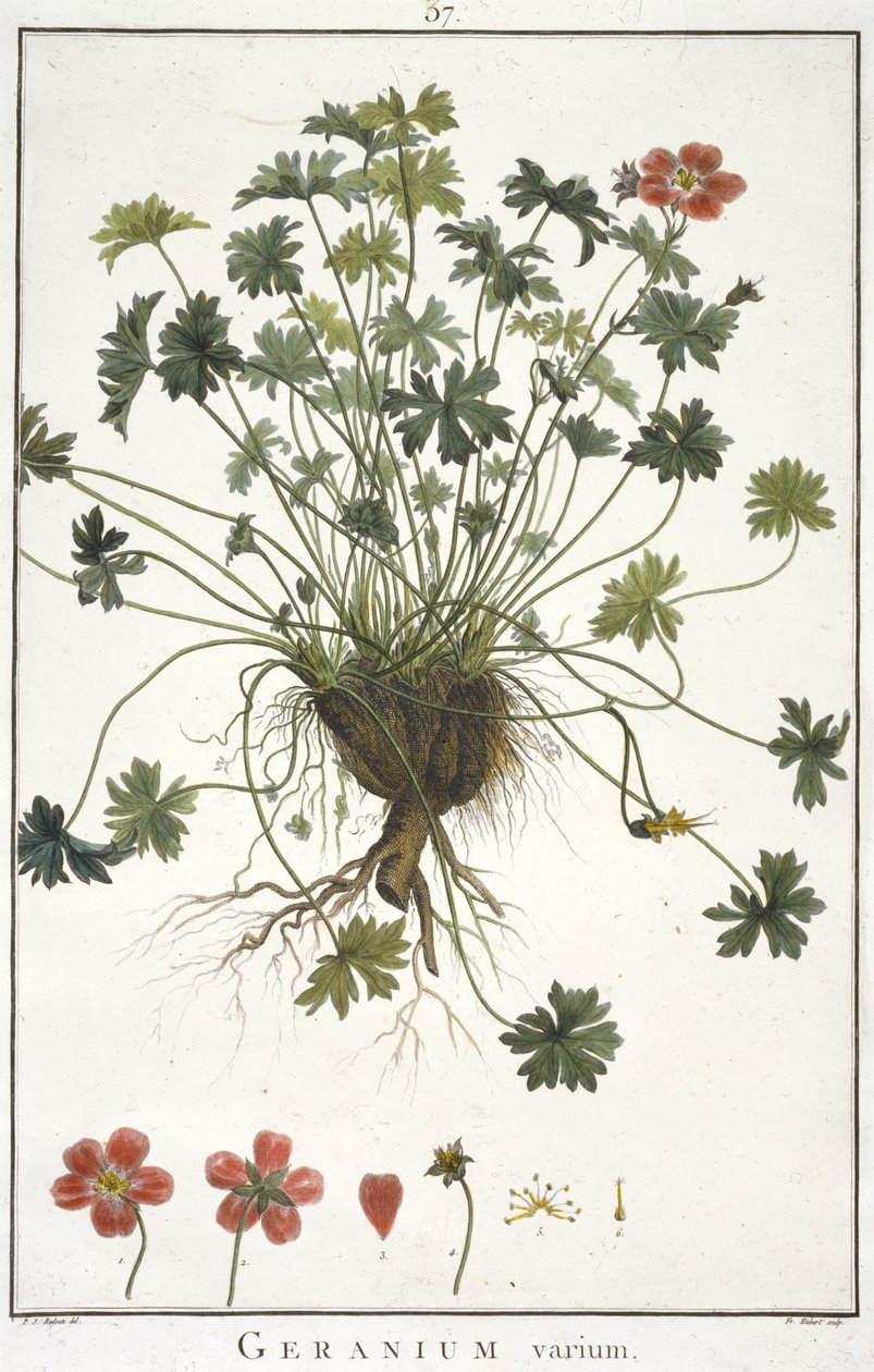 إبرة الراعي تختلف عن Geranologia ، أو ساعات ، PELARGONII ، أيقونات تاريخ Monsoniae Grielum للتوضيح ، 1787-1788 بواسطة هوبير روبرت