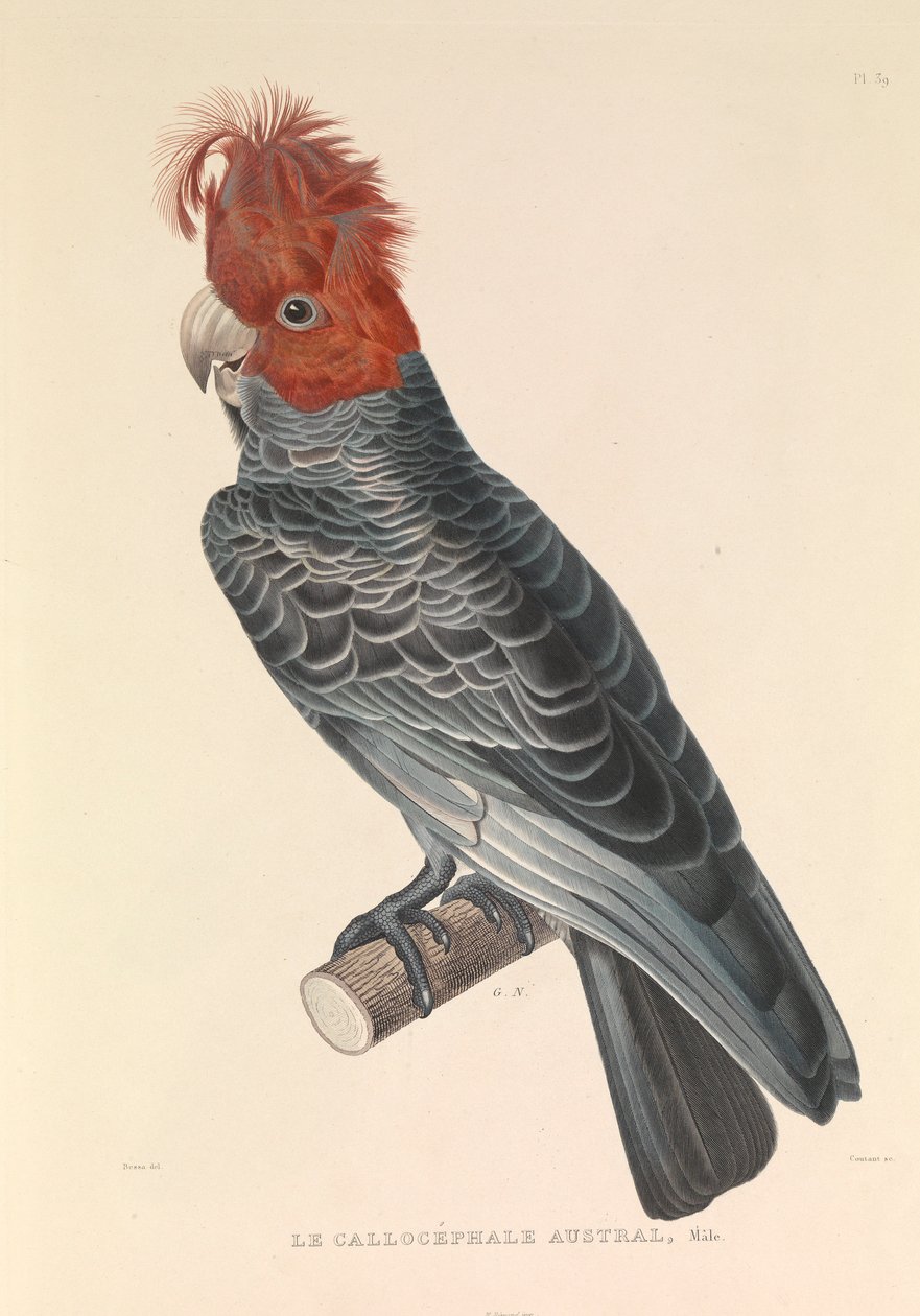  بواسطة صفير إيف فيليب (1781-1846) قوي