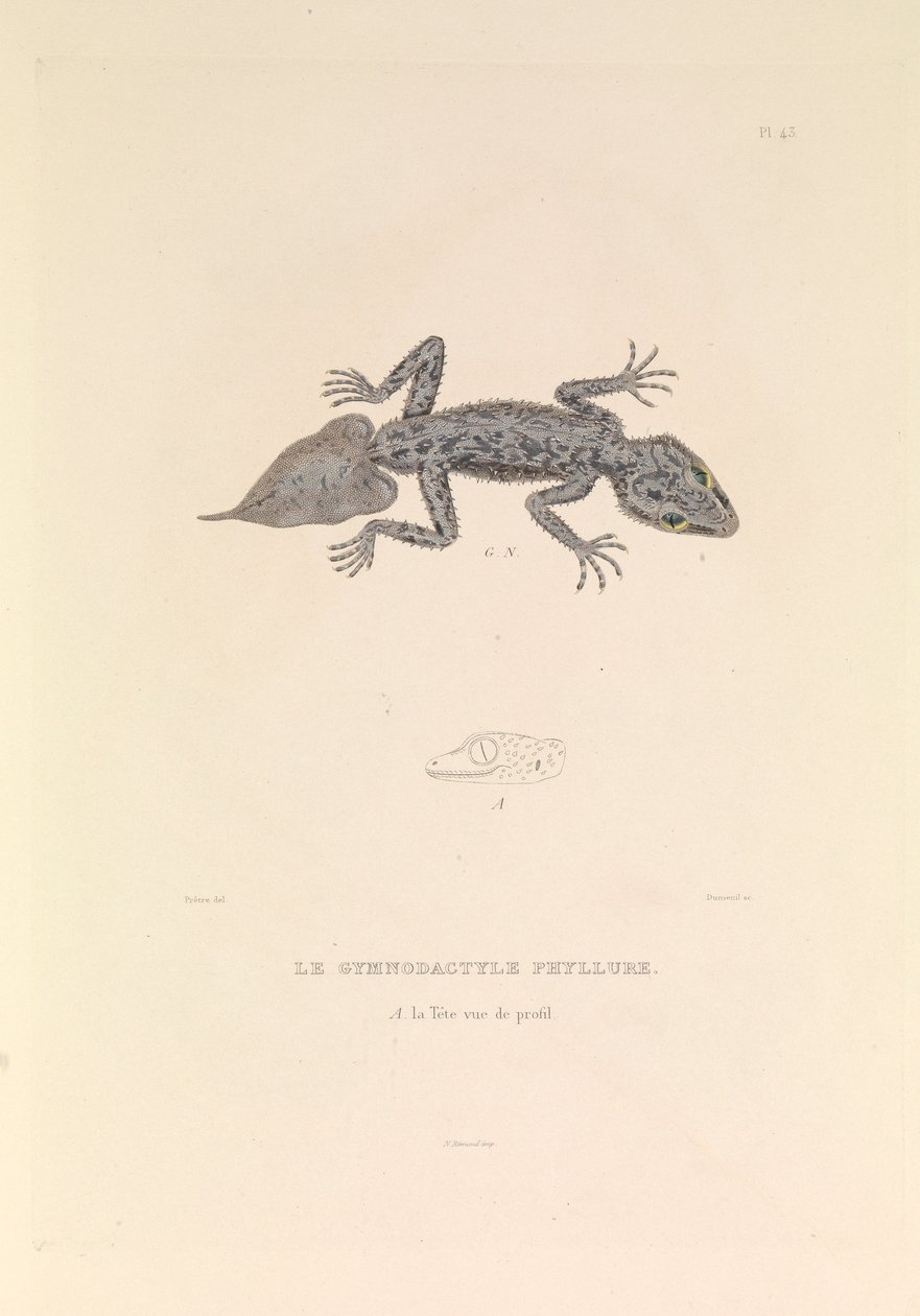  بواسطة صفير إيف فيليب (1781-1846) قوي