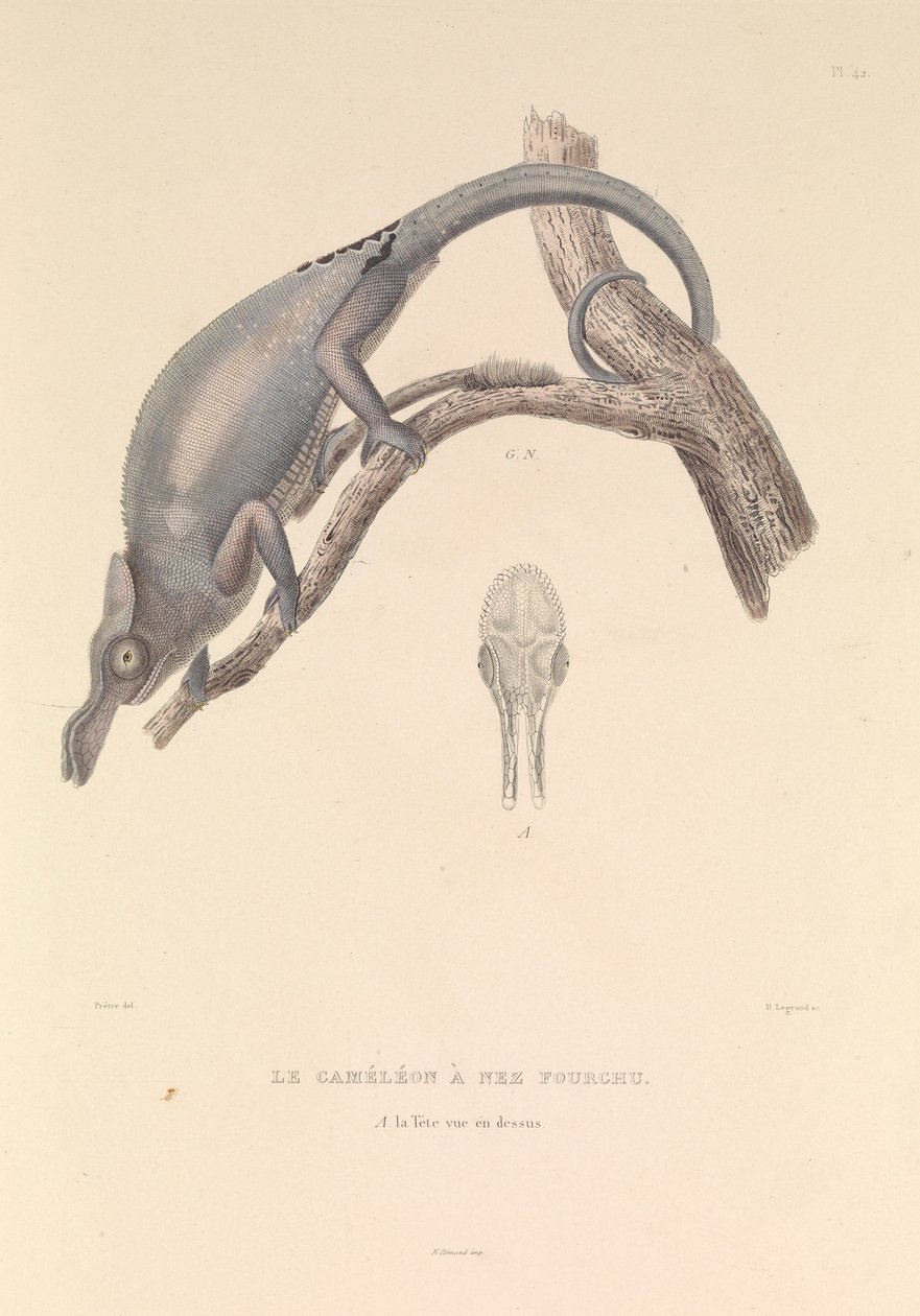  بواسطة صفير إيف فيليب (1781-1846) قوي
