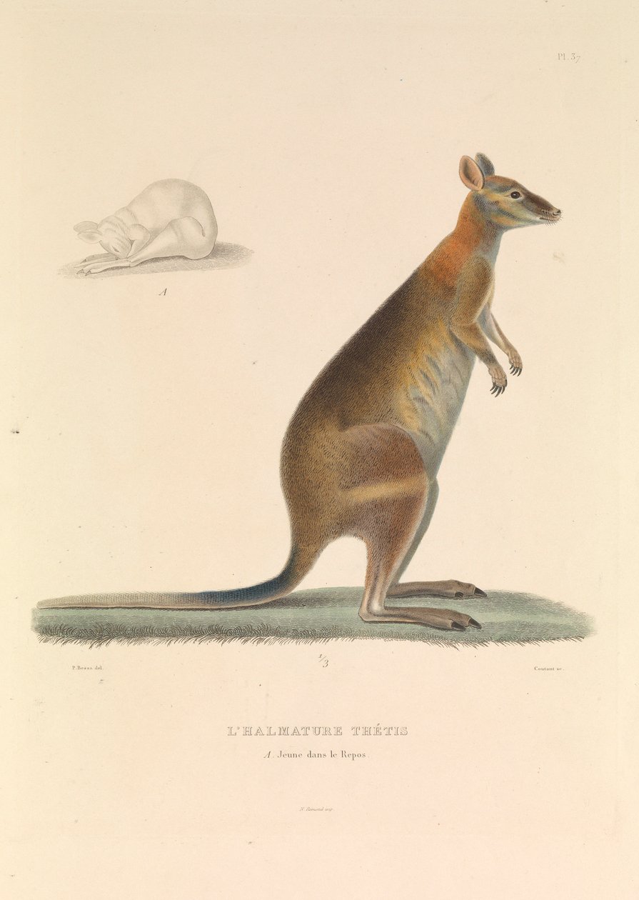 بواسطة صفير إيف فيليب (1781-1846) قوي