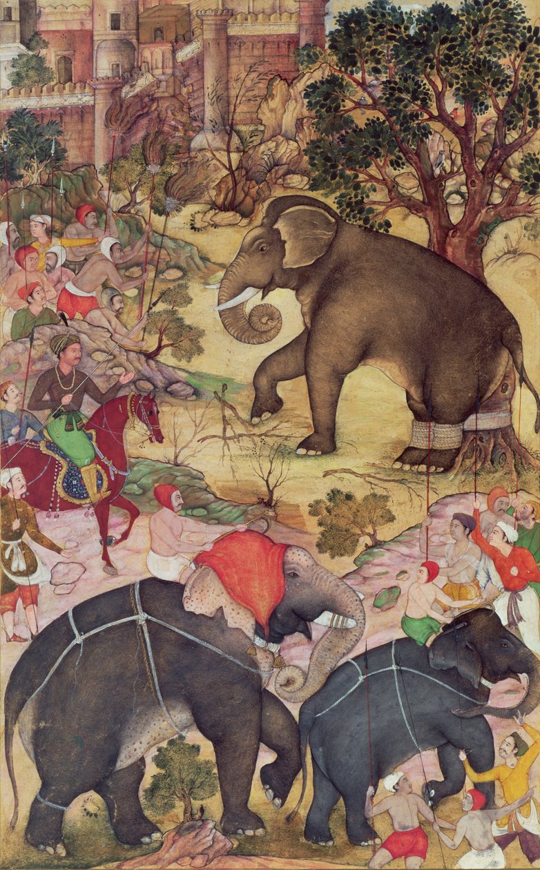 أكبر يتفقد الفيل البري الذي تم الاستيلاء عليه من القطيع بالقرب من ملوى ، من Akbarnama ، المغول ، c.1590-95 (معتم مرحاض وذهب على الورق) بواسطة المدرسة الهندية