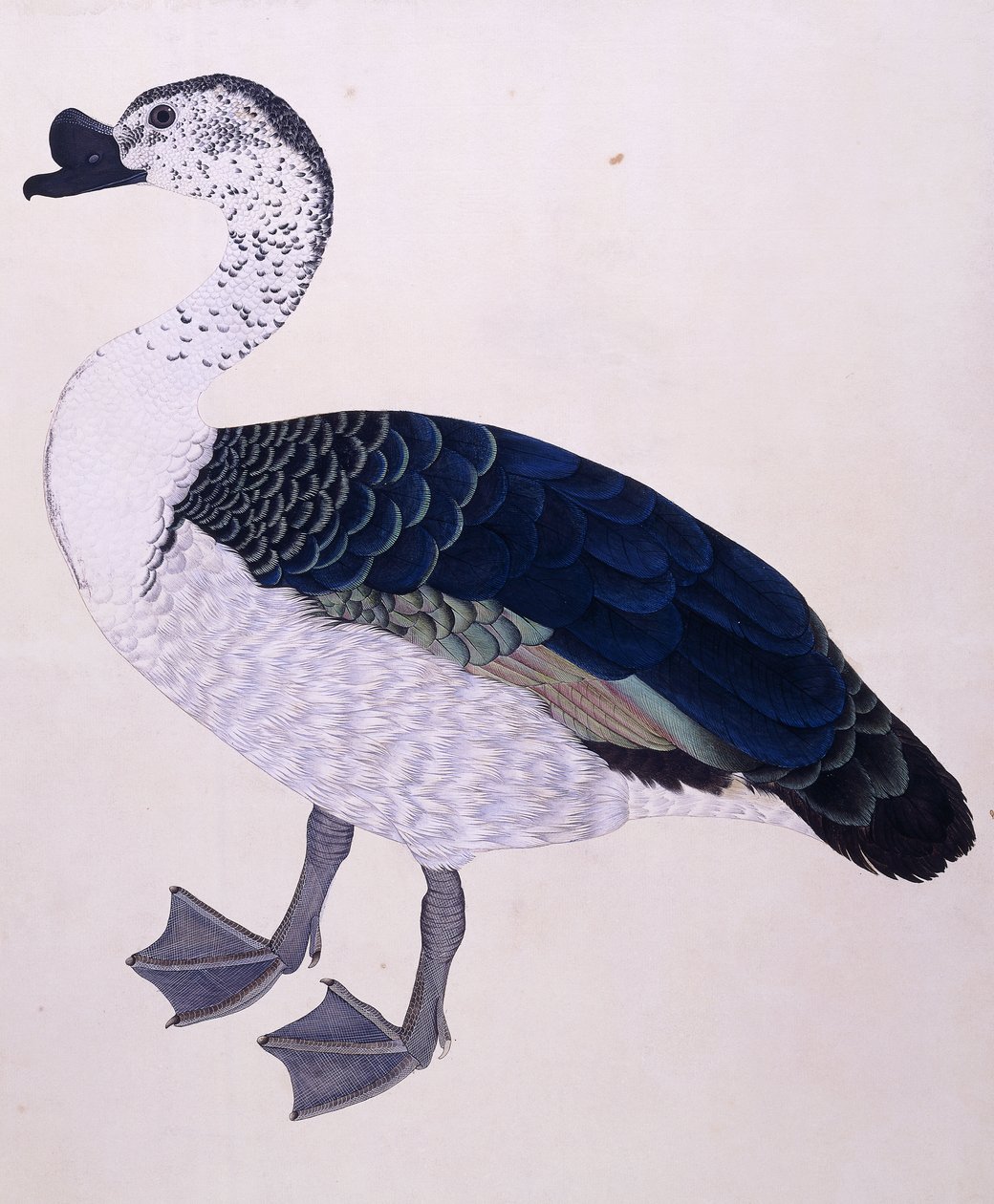 بطة مشط ، c.1800 بواسطة المدرسة الهندية