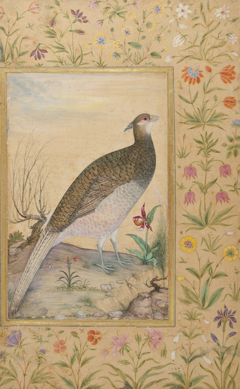 A Himalayan Cheer Pheasant، c.1620، border c.1635 (مرحاض غير شفاف وذهب على ورق) بواسطة المدرسة الهندية