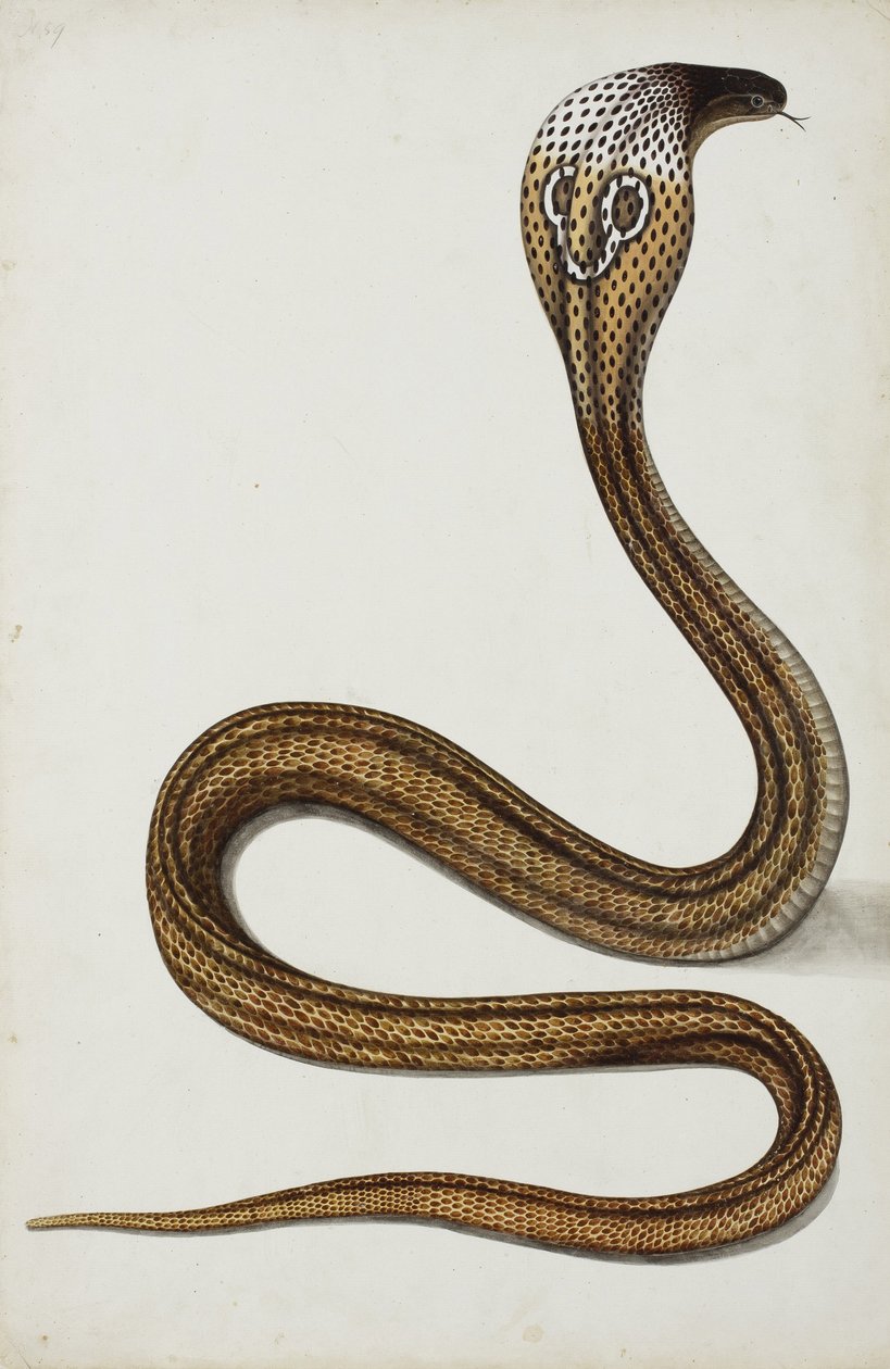 كوبرا (Maja tripudians) مع غطاء محرك السيارة ، 1785-89 (مرحاض غير شفاف على الورق) بواسطة المدرسة الهندية