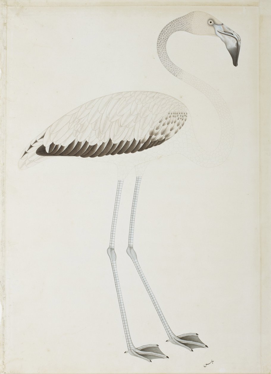 فلامنغو ، c.1780 (مرحاض غير شفاف على الورق) بواسطة المدرسة الهندية