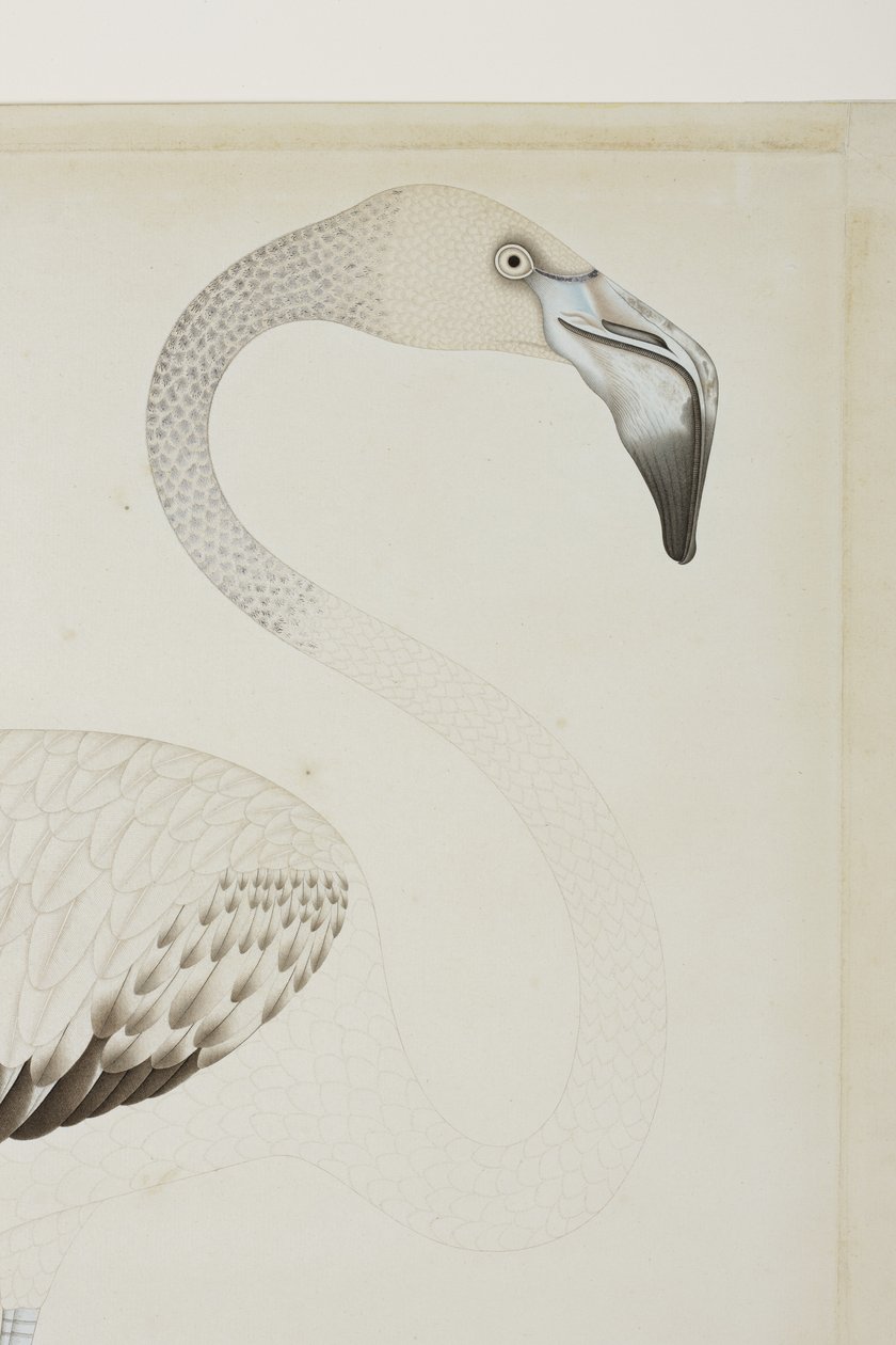 فلامنغو ، التفاصيل ، c.1780 (مرحاض غير شفاف على الورق) بواسطة المدرسة الهندية