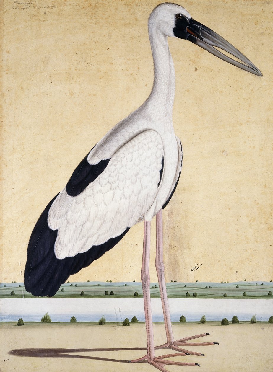 اللقلق ذو المنقار المفتوح ، ج. 1780 بواسطة المدرسة الهندية