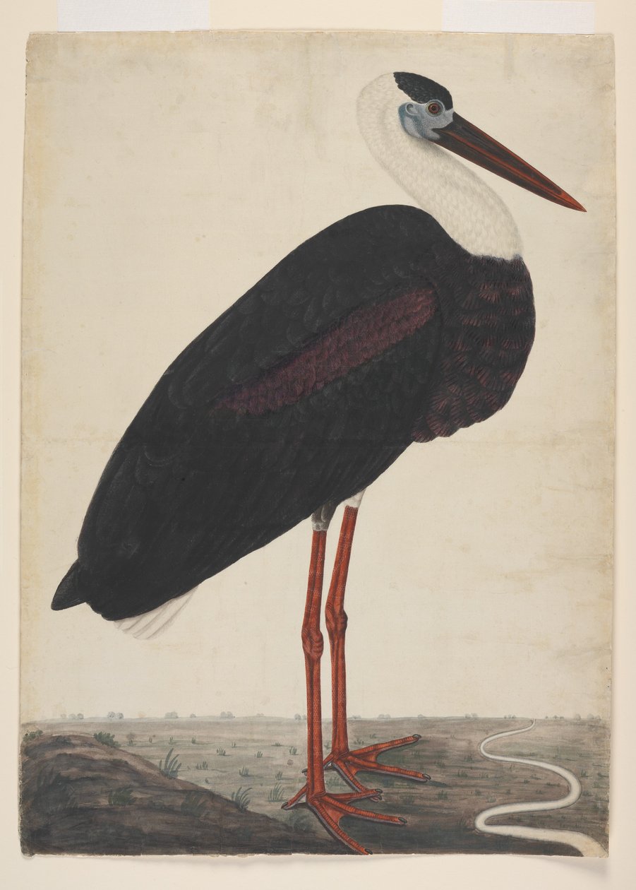 اللقلق الأسود في منظر طبيعي ، حوالي عام 1780 (ألوان مائية غير شفافة على ورق أوروبي) بواسطة المدرسة الهندية