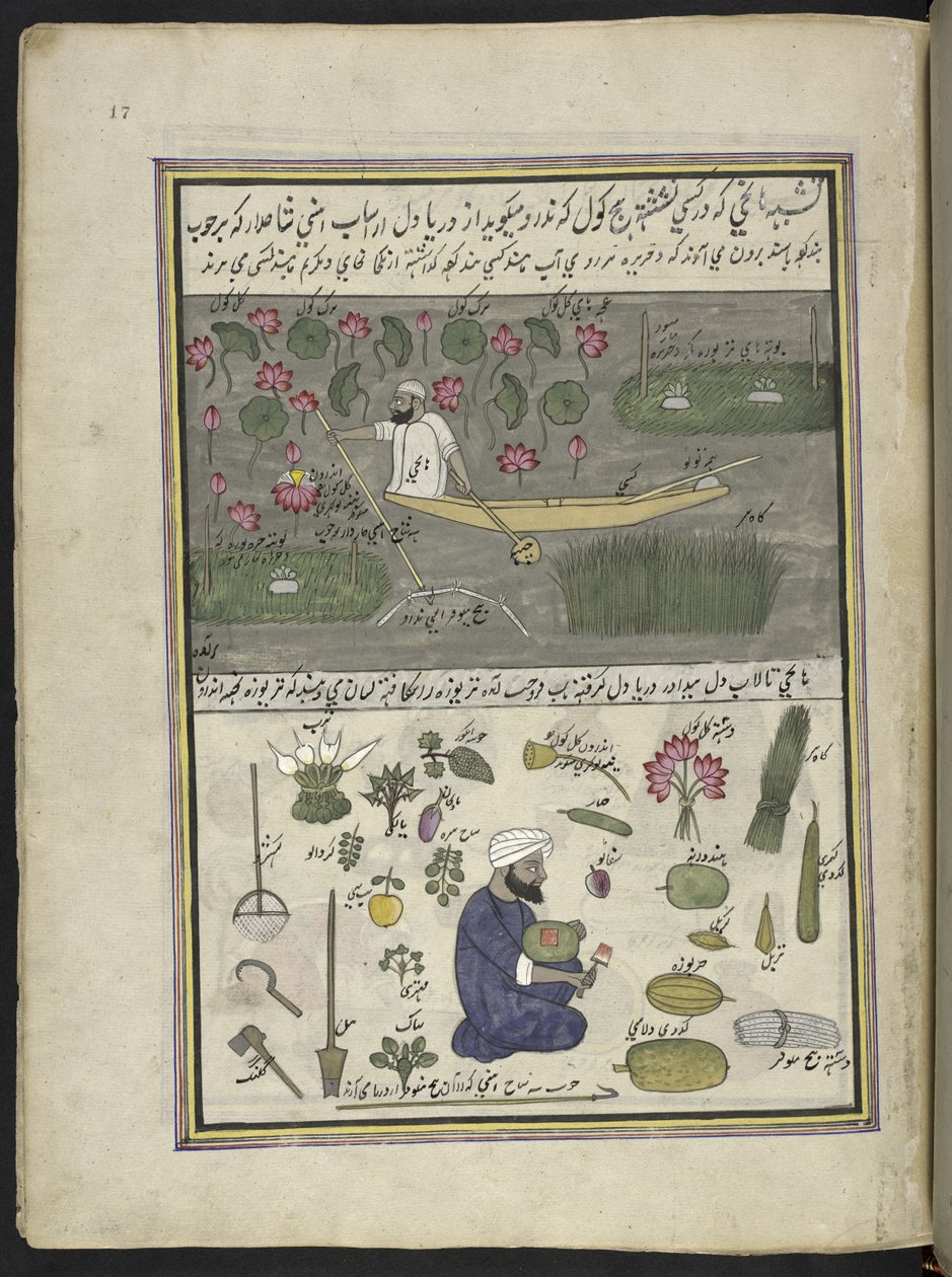 رجل قارب يجمع جذر اللوتس ؛ الزراعة على الماء ،  86 رسمة مجمعة في مجلد تصور الحرف والمهن في كشمير ، يظهر الحرفيون في العمل بأدواتهم ومعداتهم ،  بواسطة فنان من كشمير ، ربما في سريناغار ، حوالي 1850-60 (gou بواسطة المدرسة الهندية