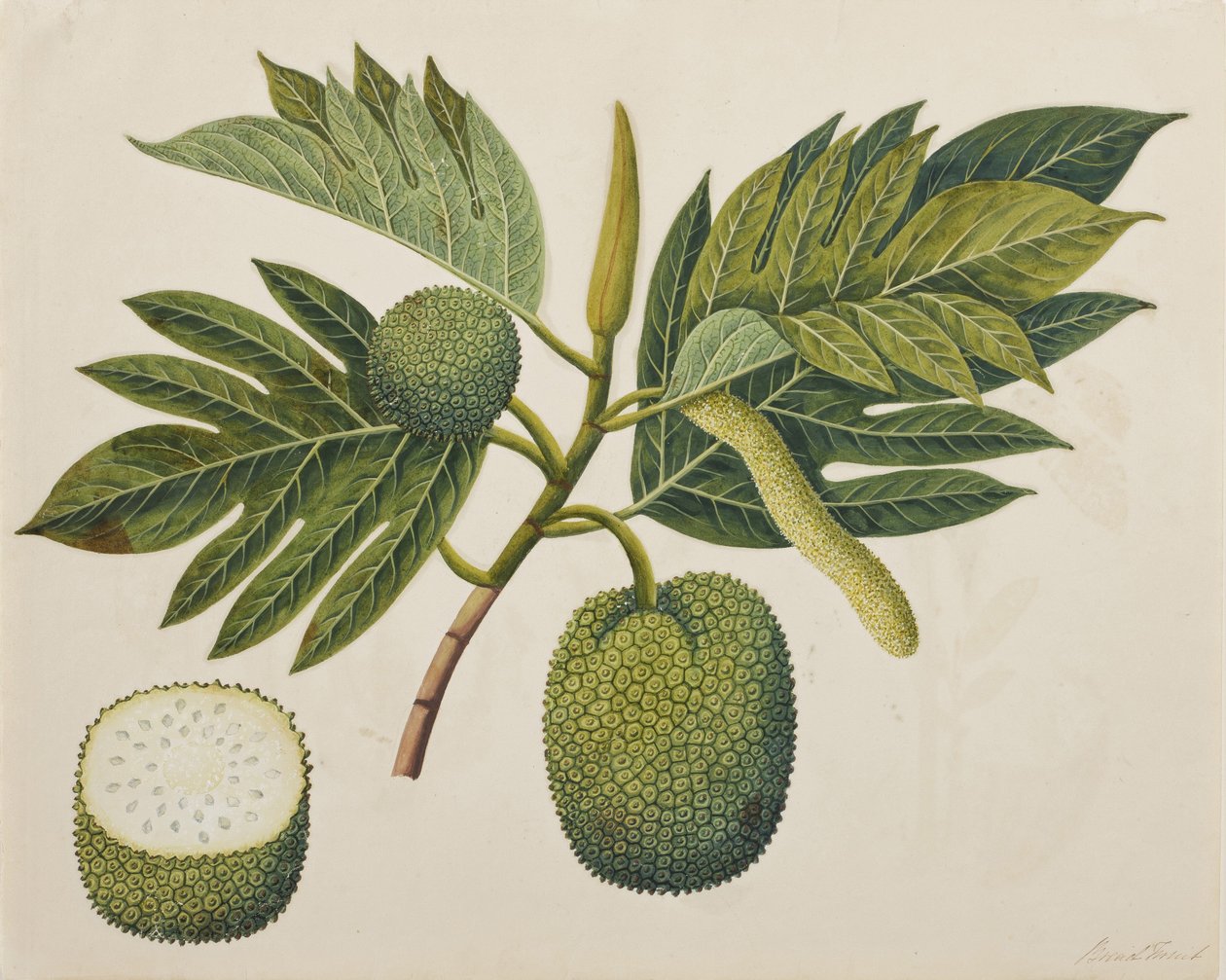 زهرة الخبز ، وأوراق الشجر ، والفواكه ، c.1820 (مرحاض غير شفاف على الورق) بواسطة المدرسة الهندية
