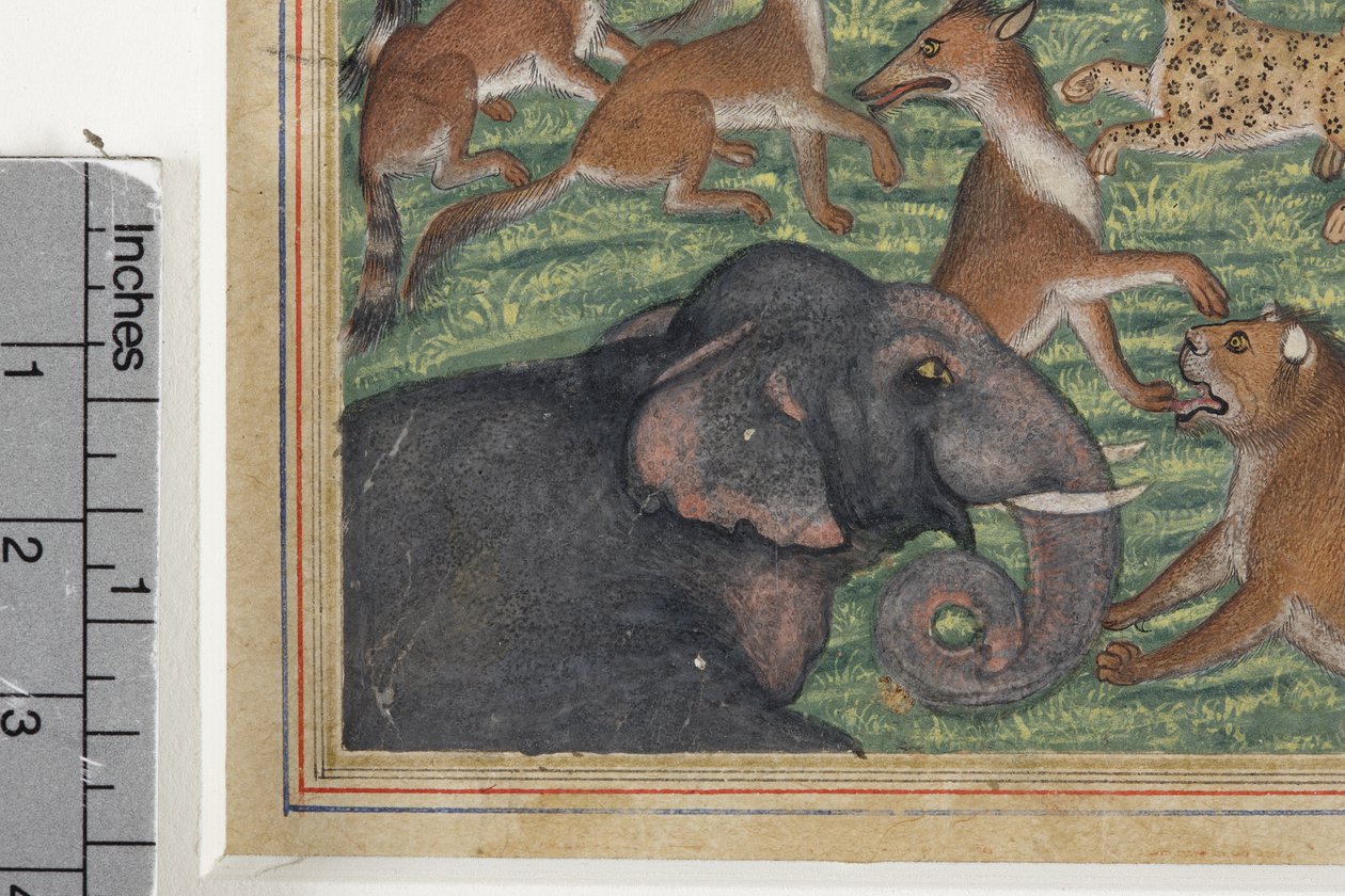 تفاصيل من ابن آوى الذي أعلن نفسه ملكًا ، c.1560-65 (مرحاض غير شفاف وذهب على ورق) بواسطة المدرسة الهندية