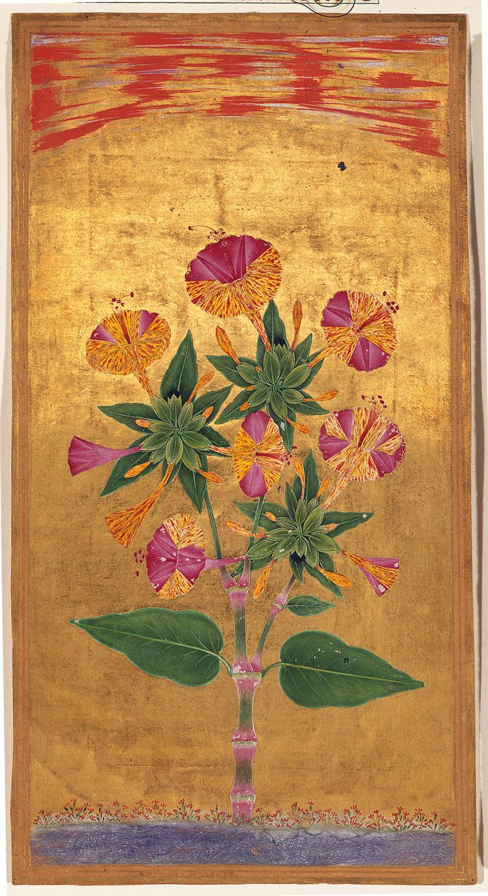 أربعة OClock أو The Marvel of Peru (Mirabilis Jalapa) ، فترة المغول ، c.1640 (ألوان مائية مبهمة وذهب على ورق) بواسطة المدرسة الهندية