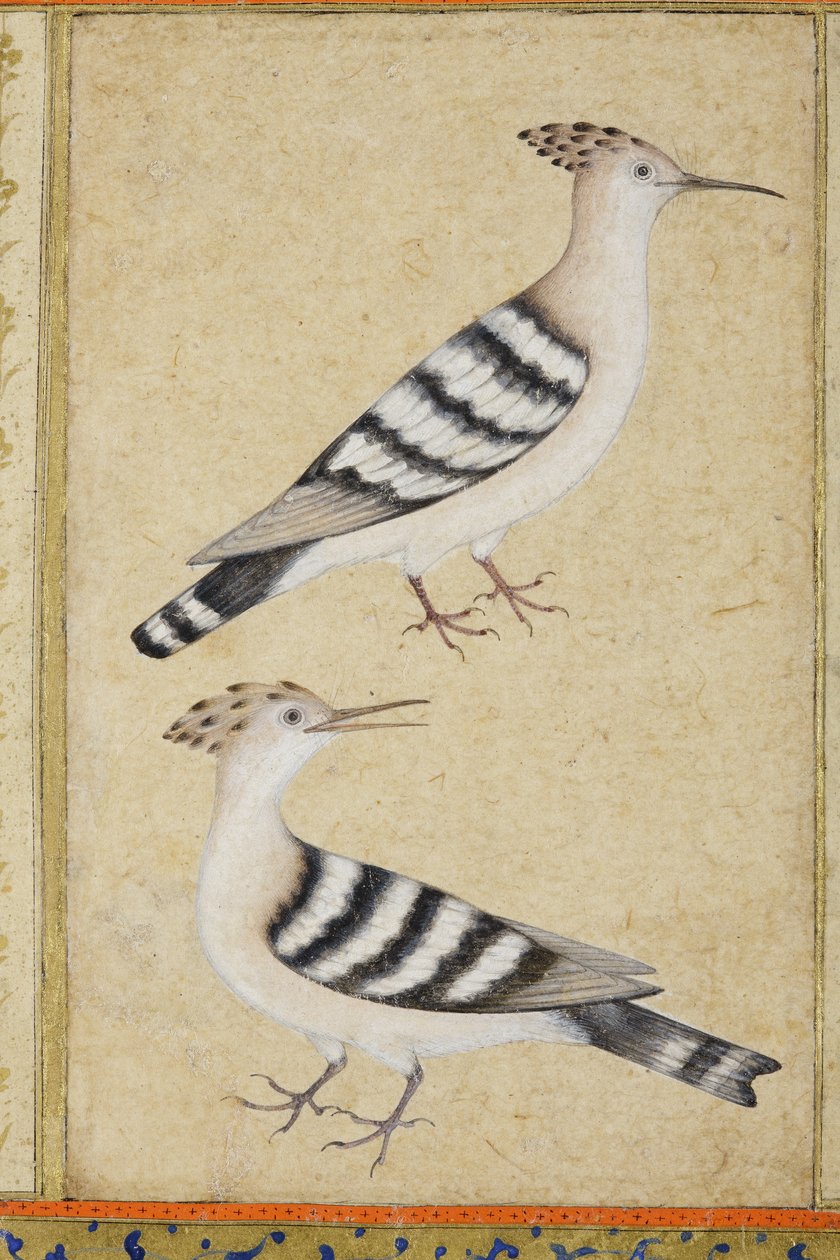 طائرون ، c.1590 (مرحاض غير شفاف وذهب على ورق) بواسطة المدرسة الهندية