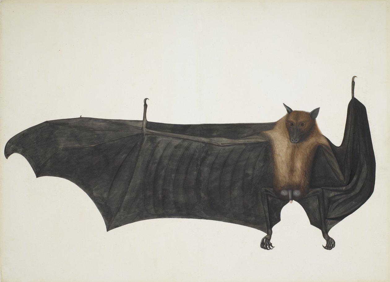 الثعلب الطائر الهندي المعروف أيضًا باسم خفاش الفاكهة الهندي العظيم ، Pteropus Giganteus ، c1800. بواسطة المدرسة الهندية