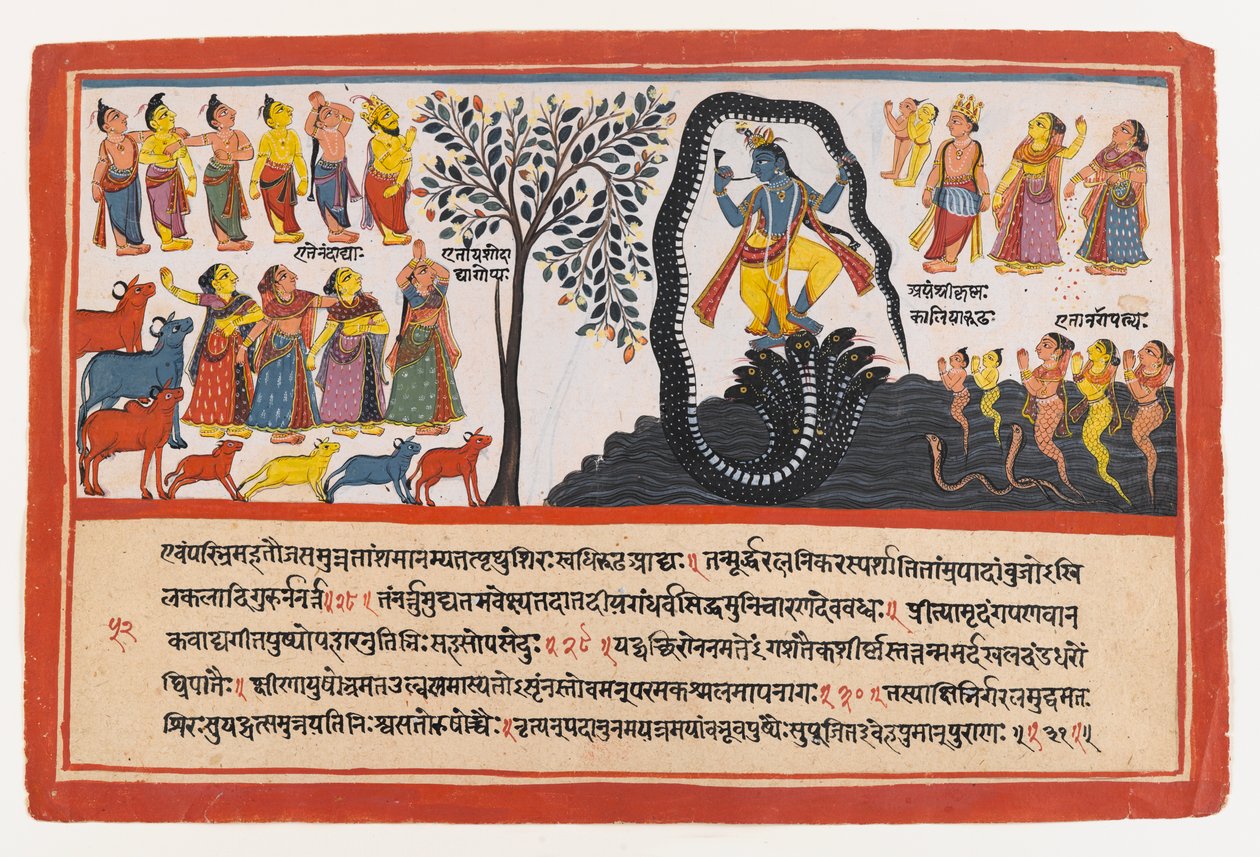 كريشنا ينتصر على الثعبان كاليا ، صفحة من سلسلة Bhagavata Purana المتفرقة ، c.1775 (مرحاض غير شفاف وذهب على ورق) بواسطة المدرسة الهندية