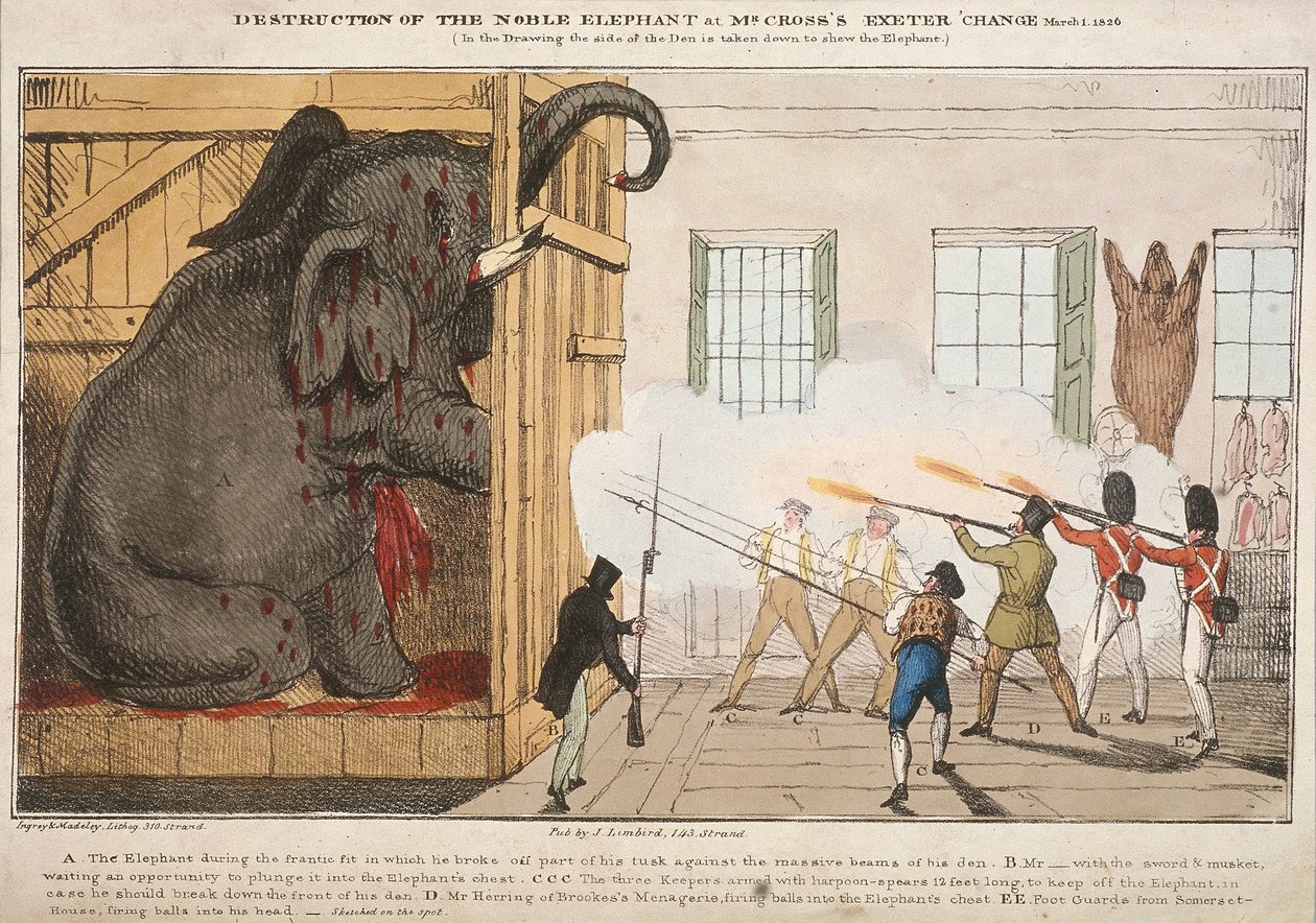 "تدمير الفيل النبيل جلس السيد Cross's Exeter Change" ، 1826 بواسطة إنغري وماديلي