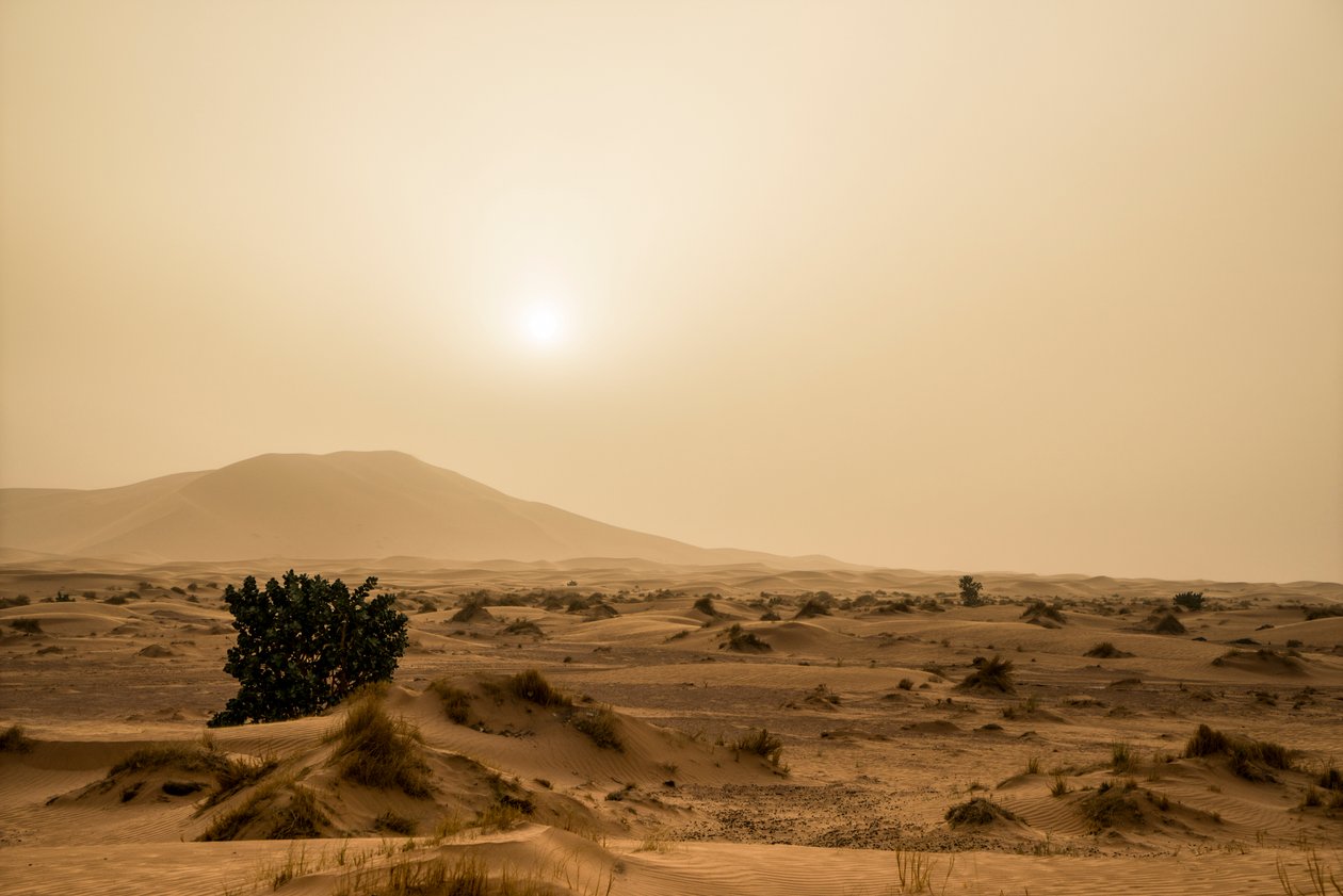  بواسطة ايرا بلوك