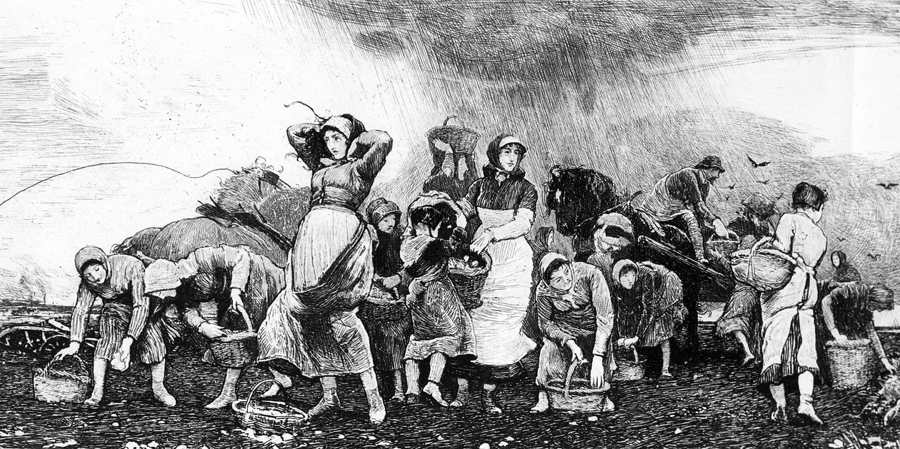 حصاد البطاطس ، 1870s بواسطة المدرسة الايرلندية