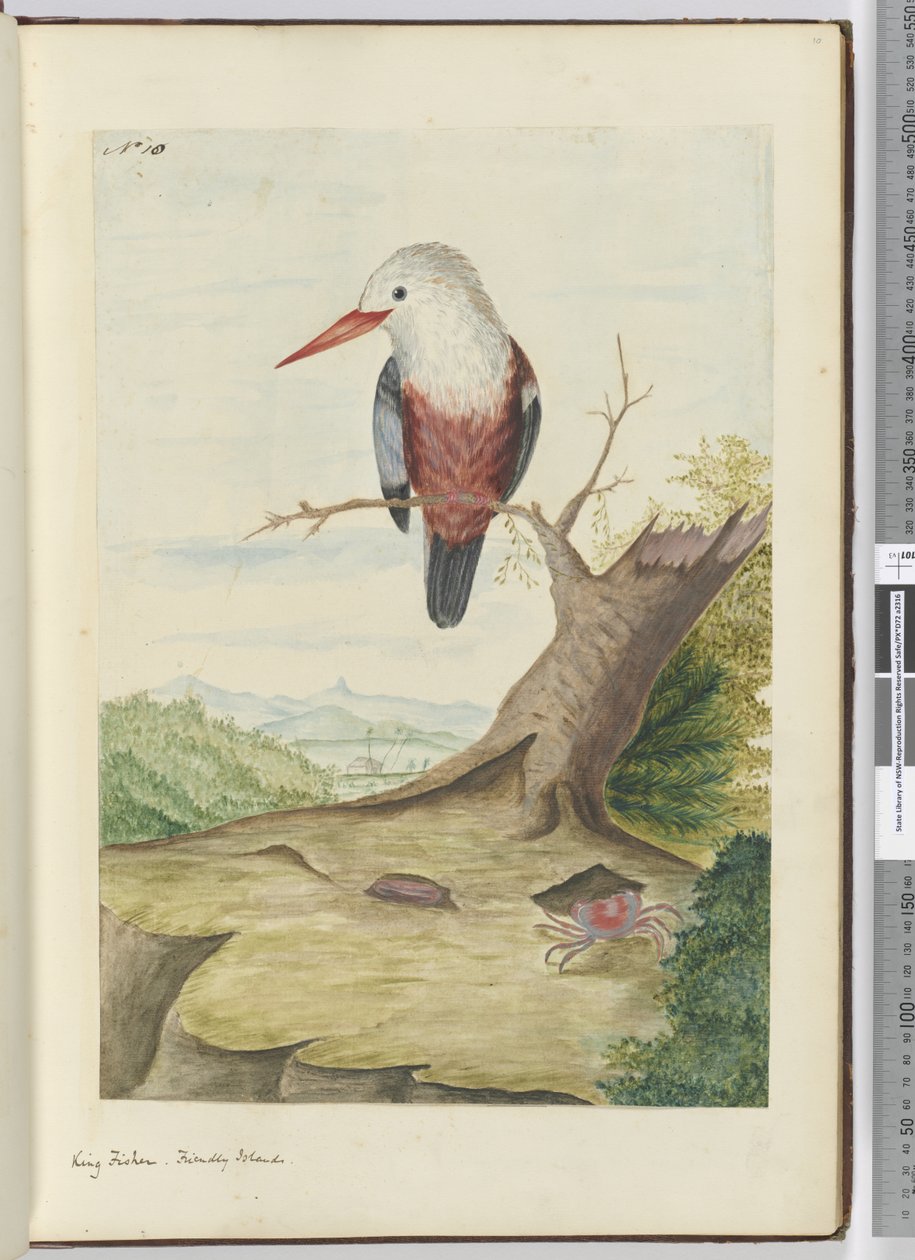 F.10 King Fisher. جزر صديقة ، 1772-75 (مرحاض) بواسطة إسحاق سميث