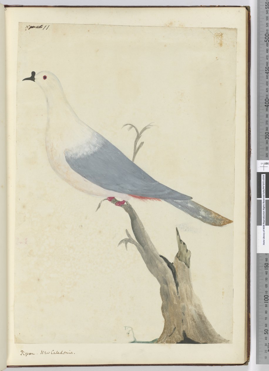 F.11 حمامة. كاليدونيا الجديدة ، 1772-75 (مرحاض) بواسطة إسحاق سميث