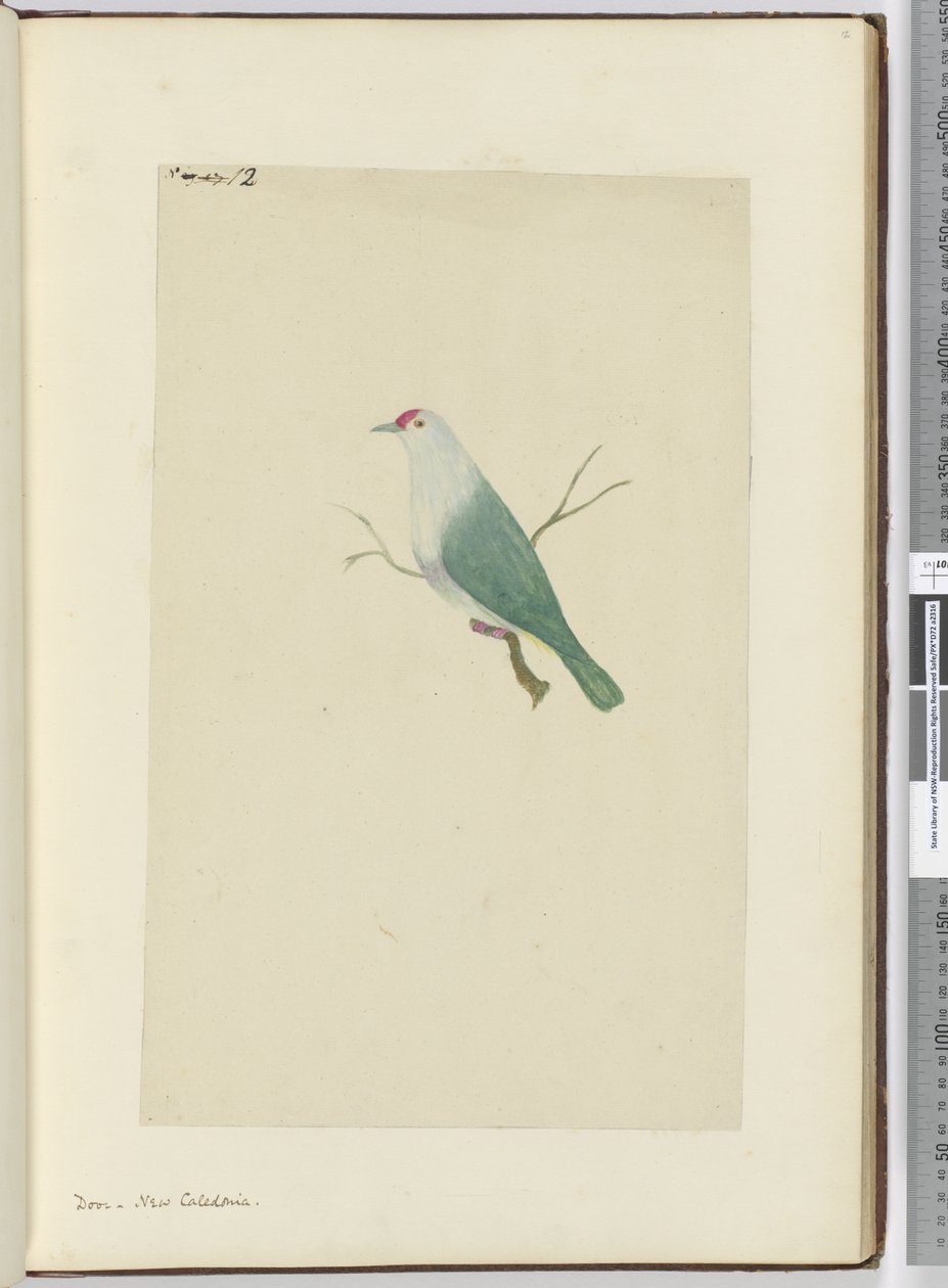 F.12 أين. كاليدونيا الجديدة ، 1772-75 (مرحاض) بواسطة إسحاق سميث