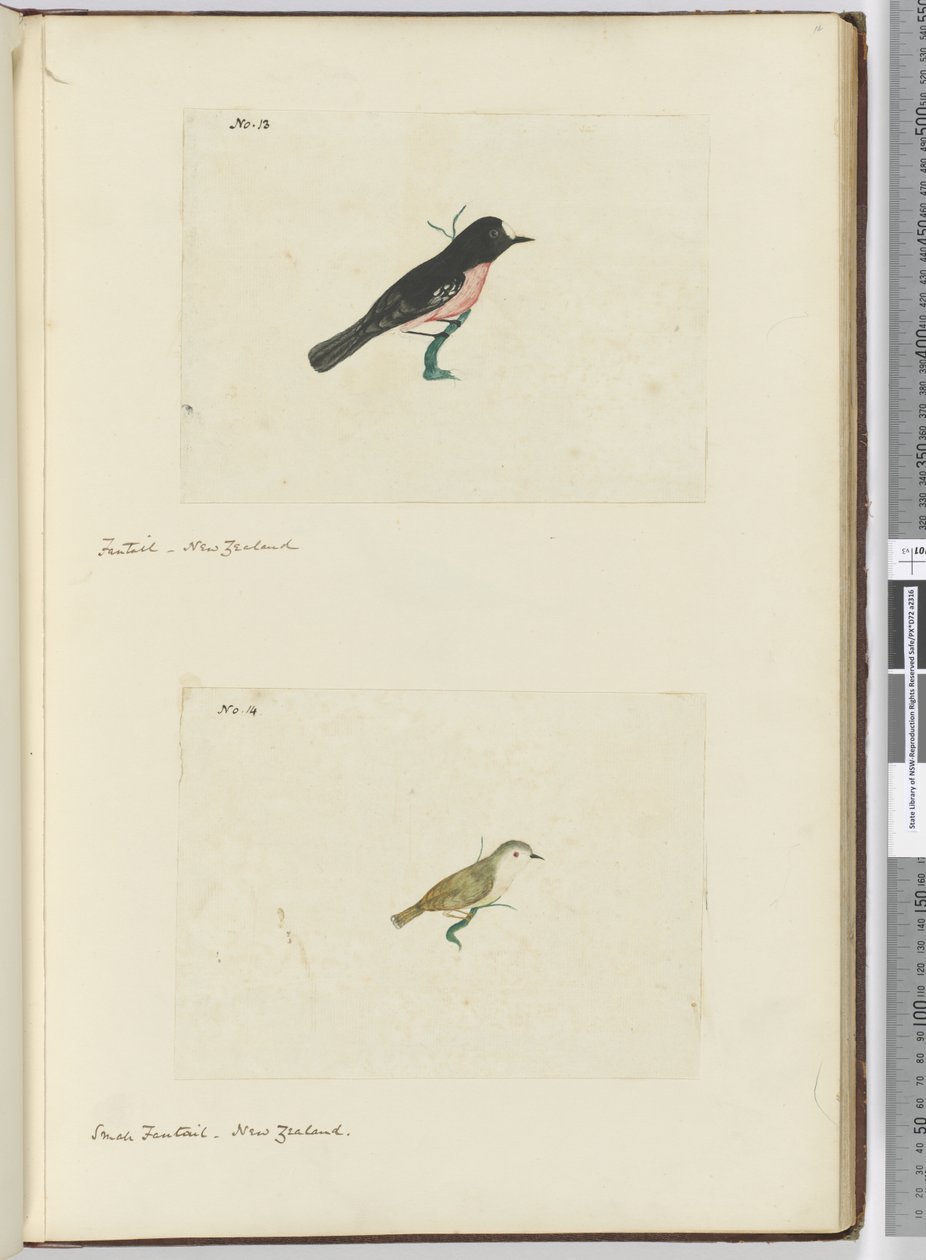 F.13 فانتايل. نيوزيلندا F.14 فانتيل صغير. نيوزيلندا ، 1772-75 (مرحاض) بواسطة إسحاق سميث