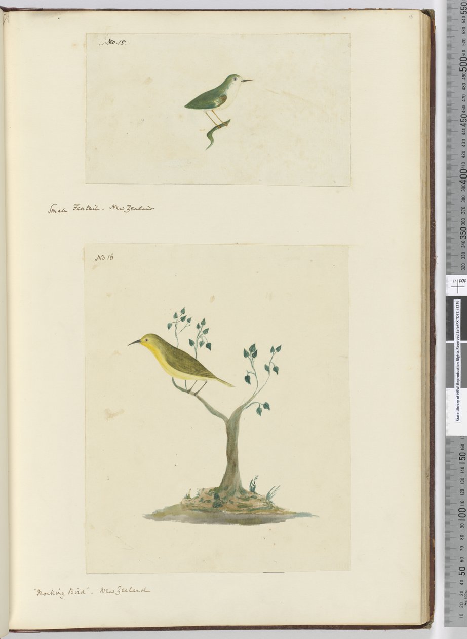 F.15 فانتيل صغير. نيوزيلندا F.16 طائر ساخر. نيوزيلندا ، 1772-75 (مرحاض) بواسطة إسحاق سميث