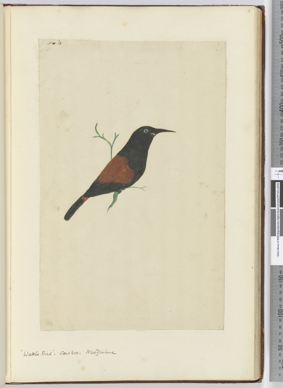 F.18 عصفور الماشية. الوقواق. نيوزيلندا ، 1772-75 (مرحاض) بواسطة إسحاق سميث