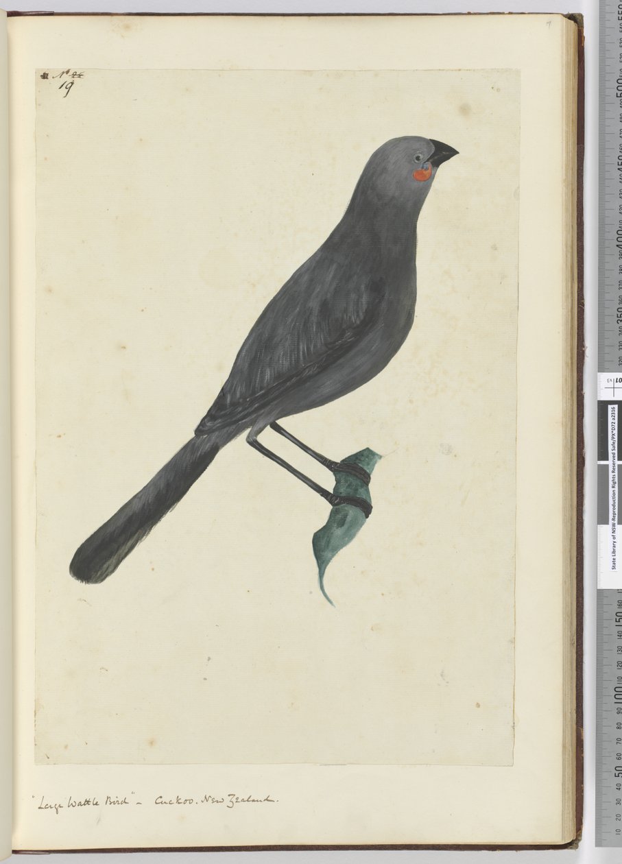 F.19 طائر كبير من الماشية ، الوقواق. نيوزيلندا ، 1772-75 (مرحاض) بواسطة إسحاق سميث