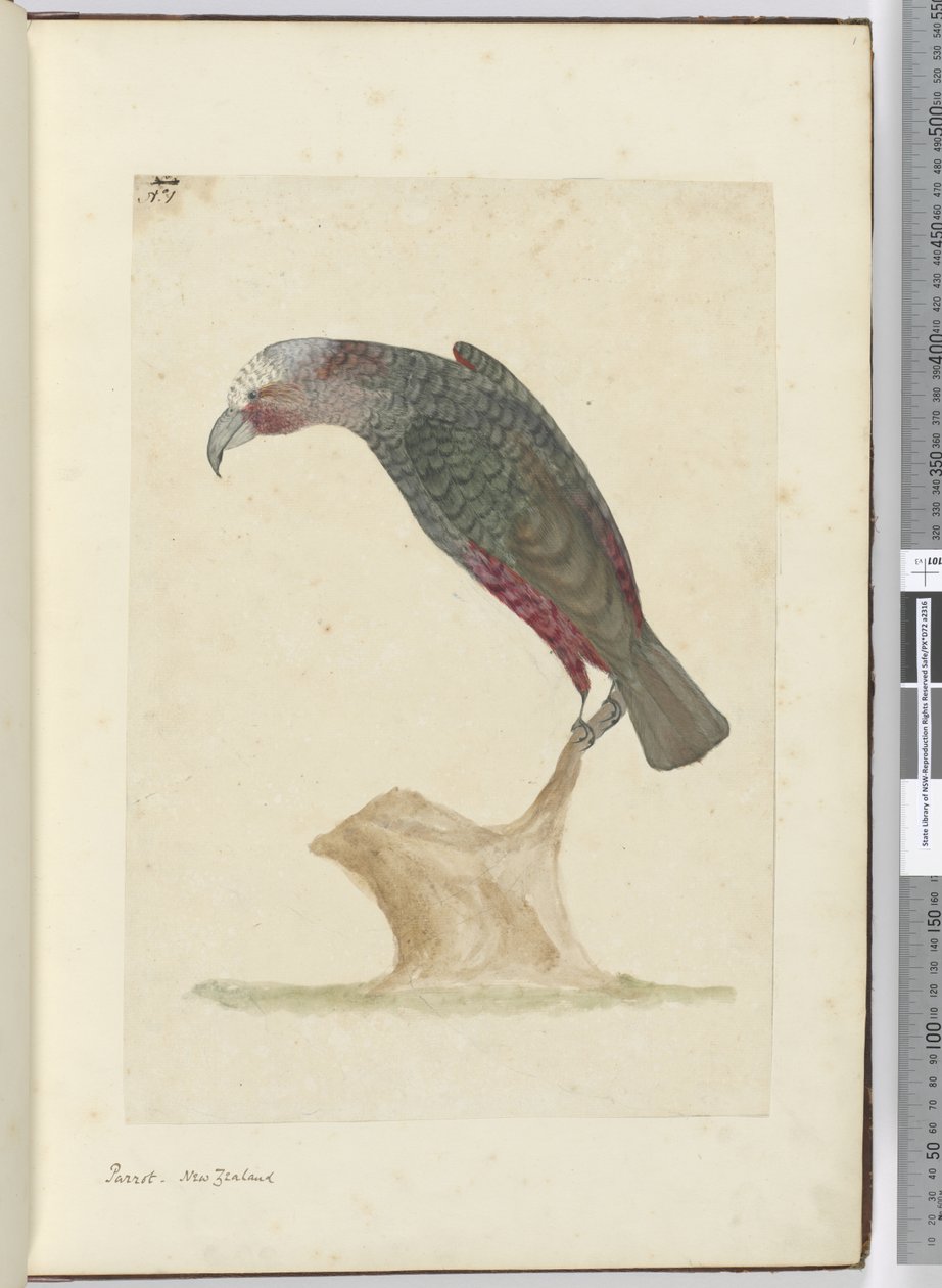 F.1 Parrot ، نيوزيلندا ، 1772-75 (مرحاض) بواسطة إسحاق سميث