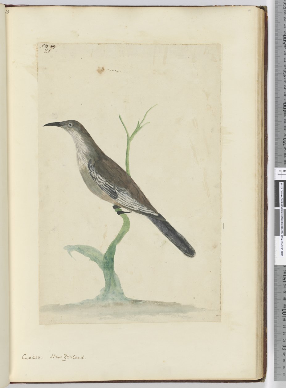 F.21 الوقواق. نيوزيلندا ، 1772-75 (مرحاض) بواسطة إسحاق سميث